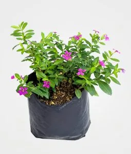 Planta Cuphea