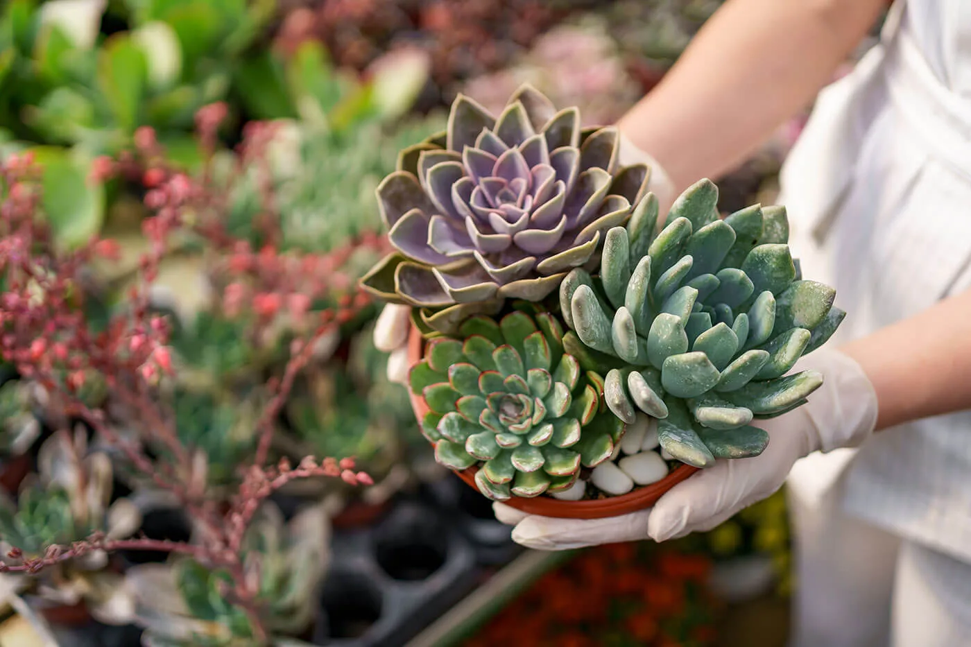 Tienda Jardineros