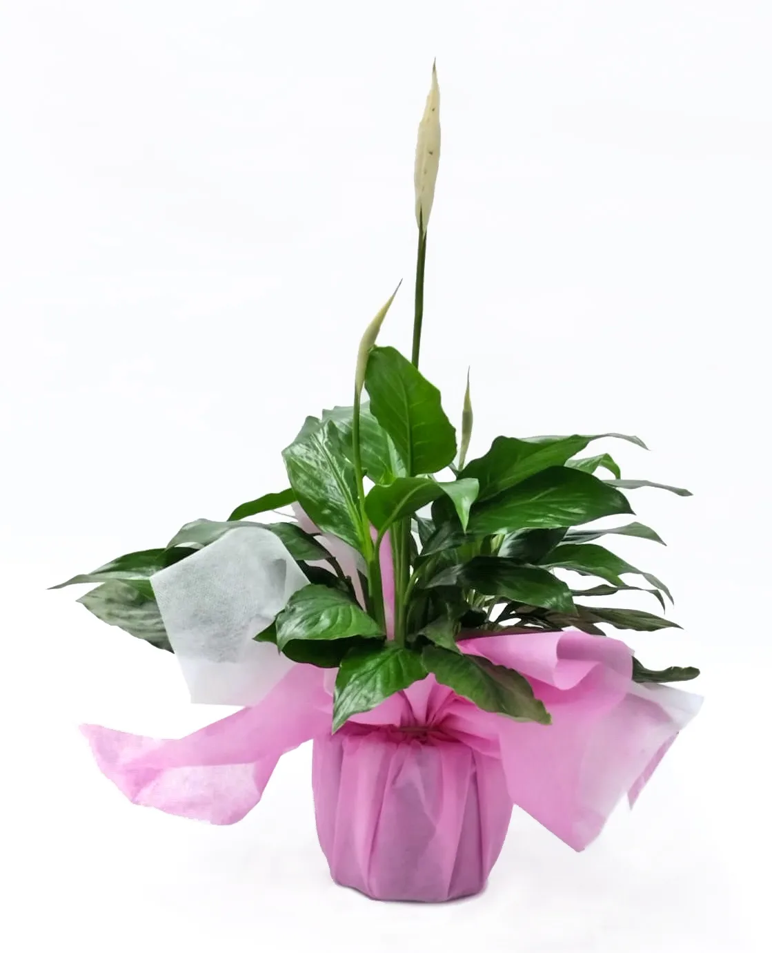 Spathiphyllum o lirio de la paz mini terra