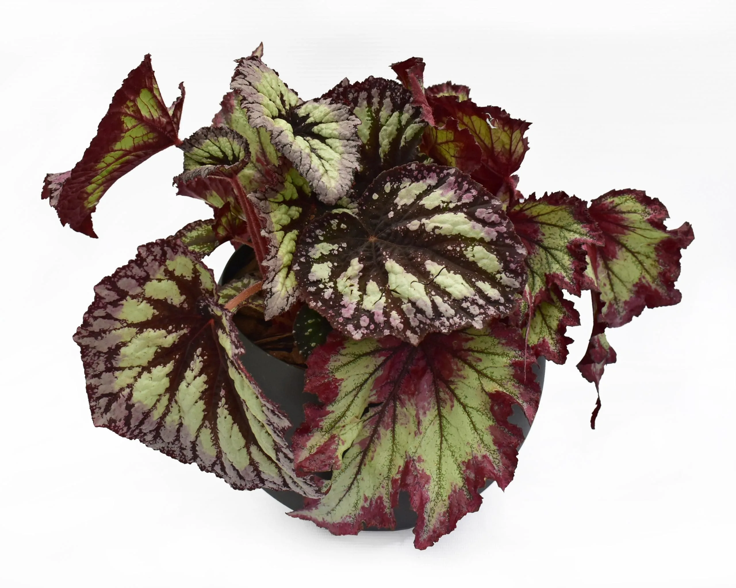 Begonia Rex matera esférica