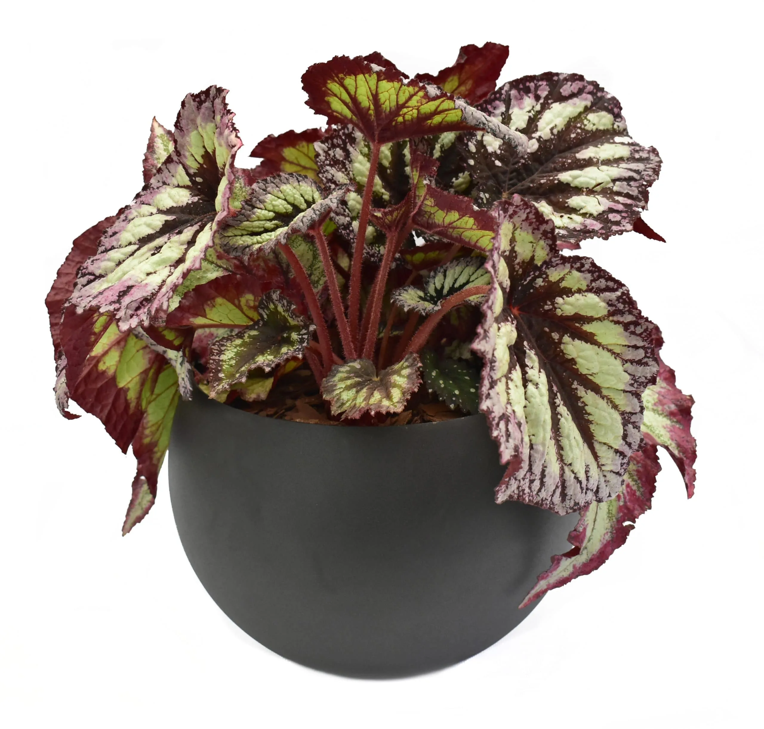 Begonia Rex matera esférica