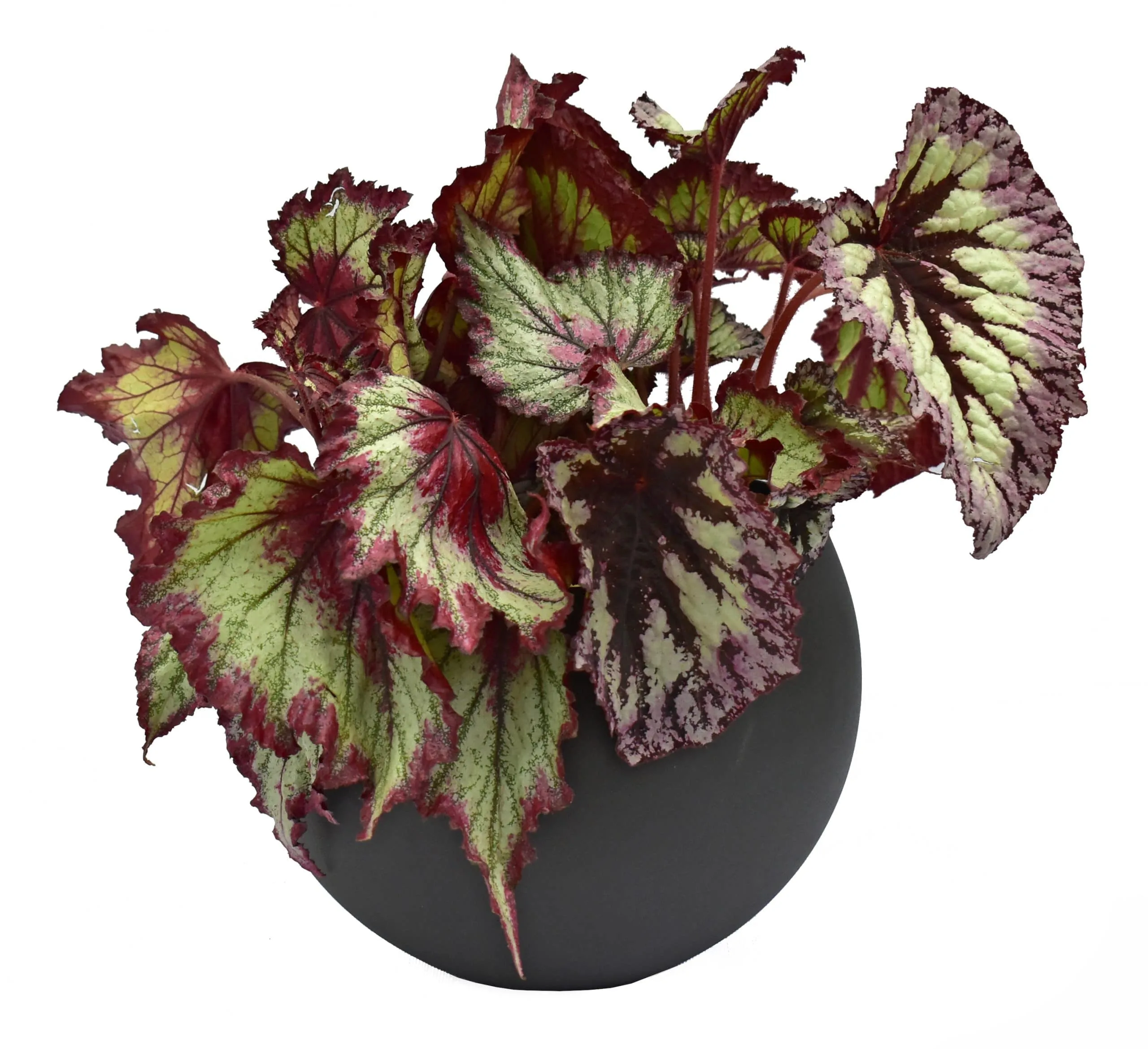 Begonia Rex matera esférica