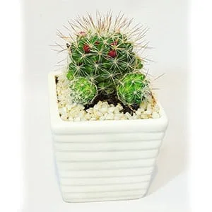 Cactus en matera cuadrada cerámica