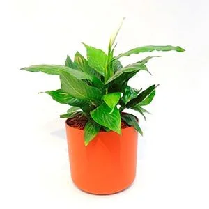 Spathiphyllum o garza blanca en matera decorativa