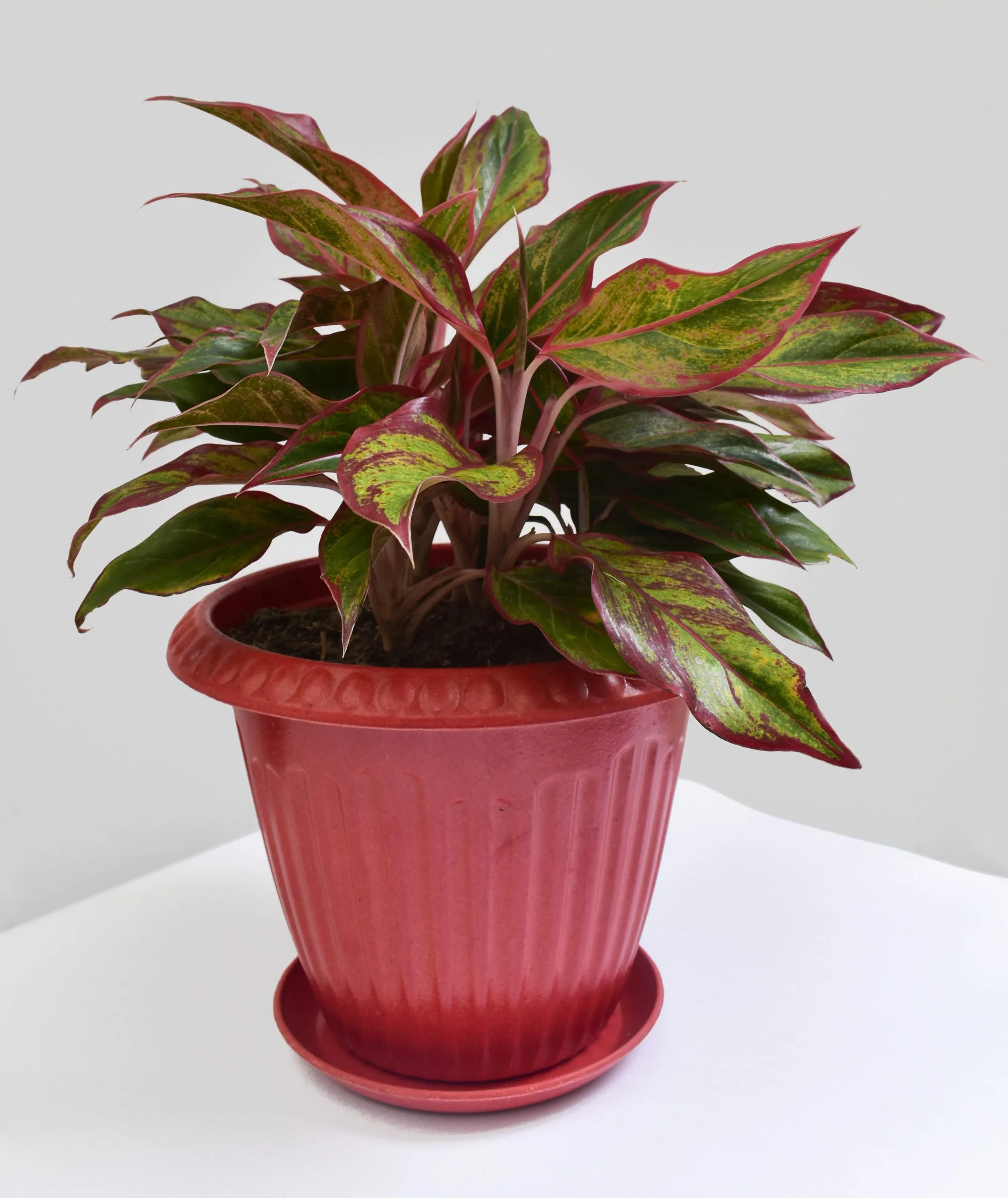 Aglaonema Night Bark 30 cms en matera bio grande