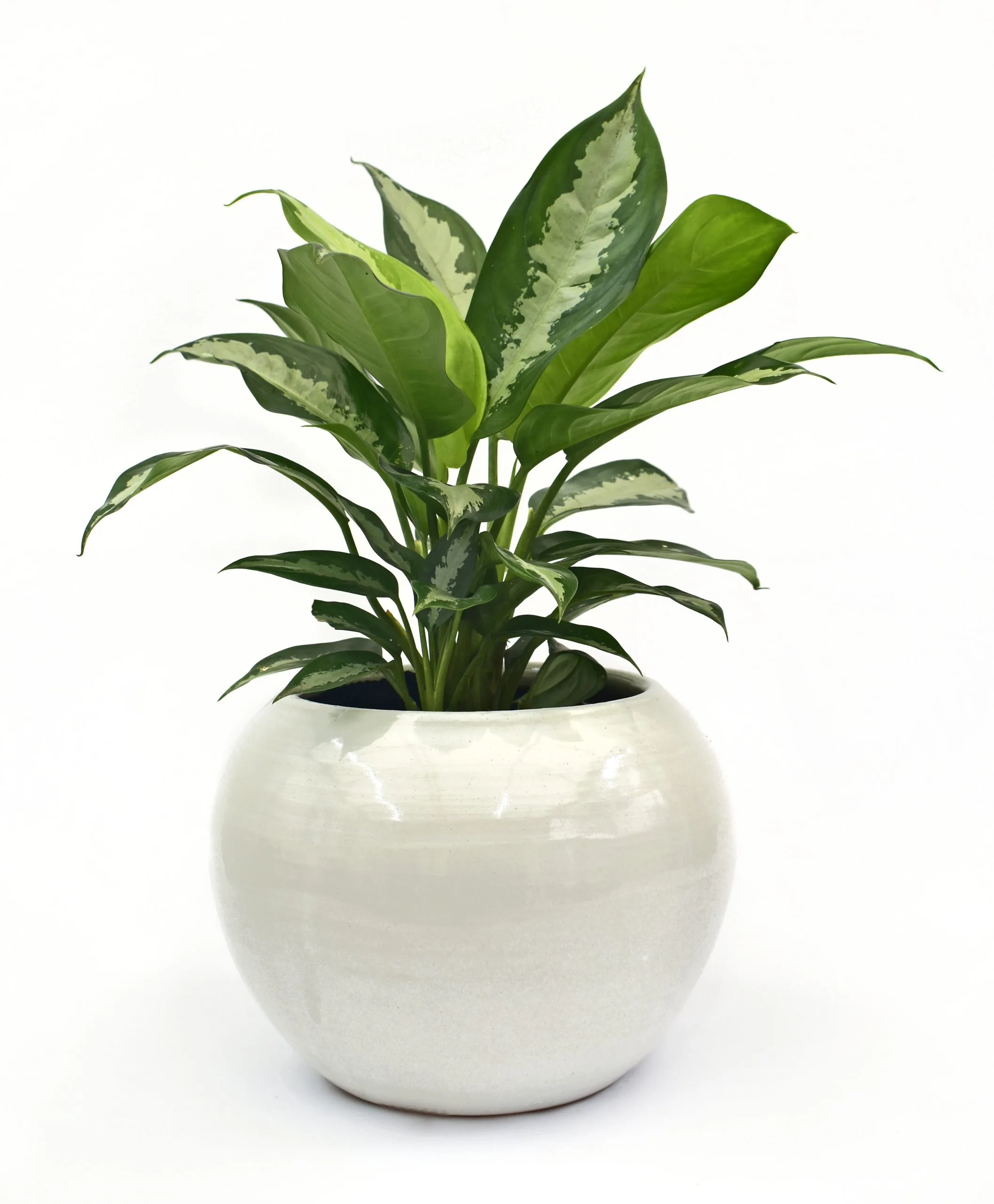 Aglaonema en Matera Siena Luna