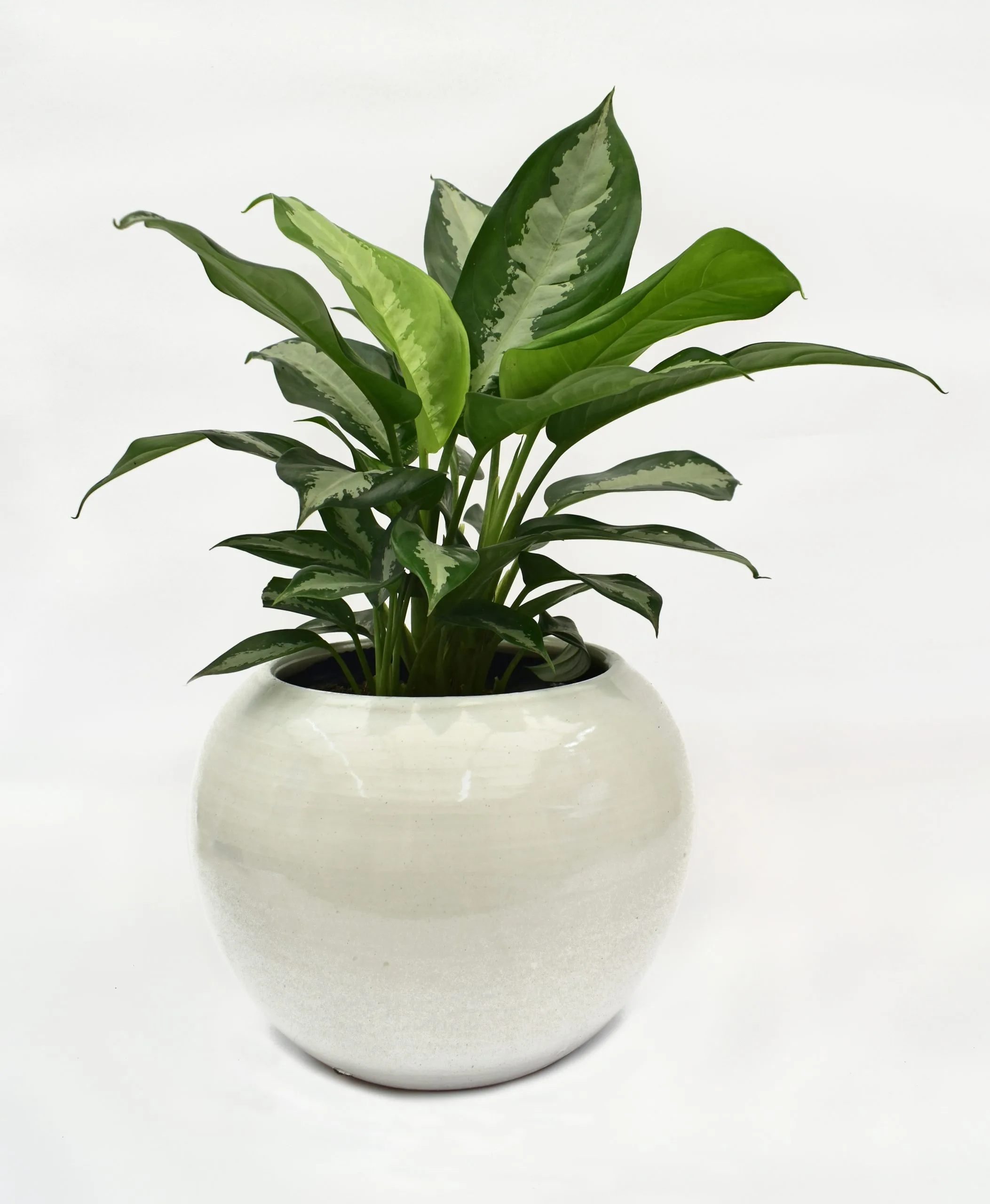 Aglaonema en Matera Siena Luna