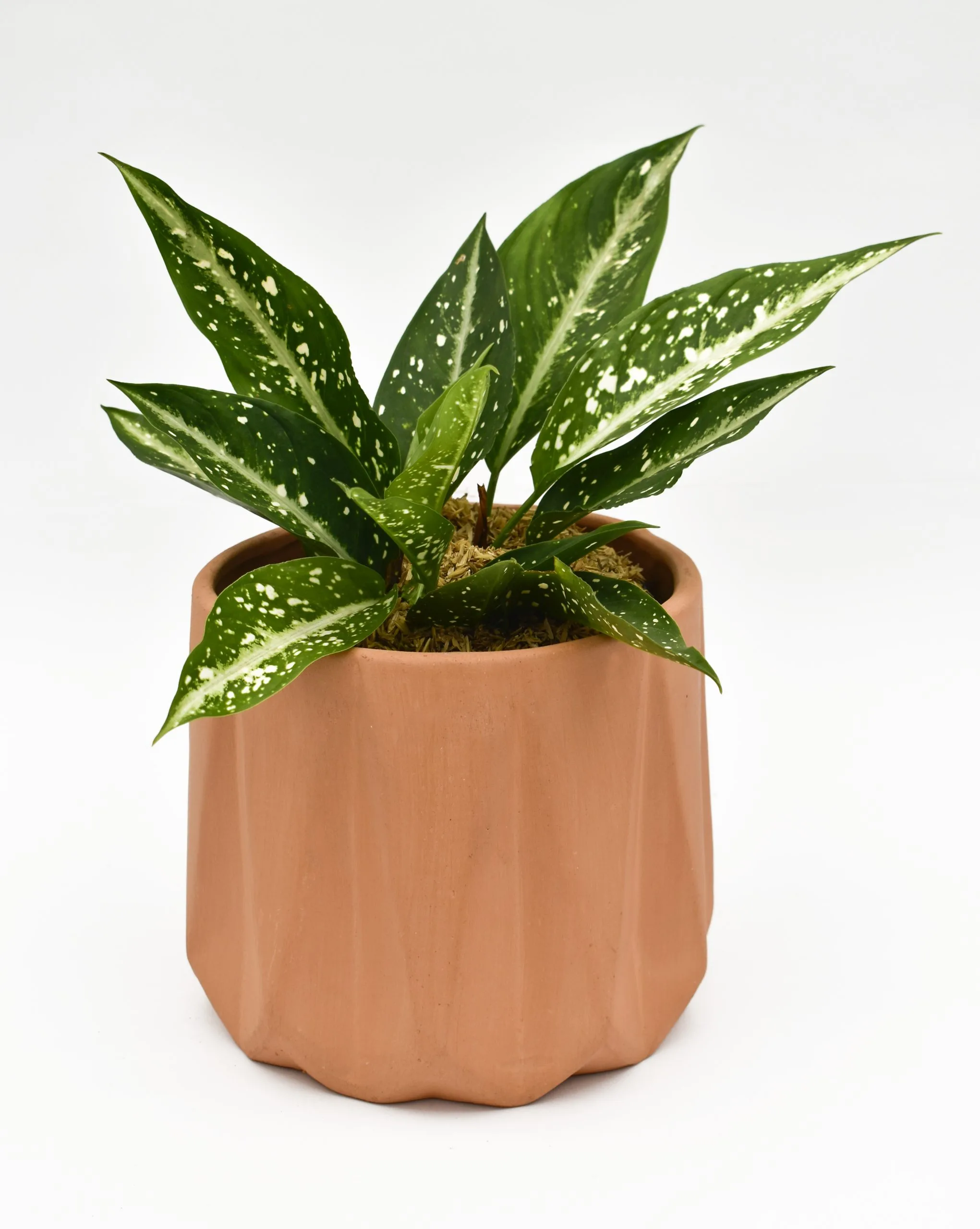 Aglaonema en Matera Terracota
