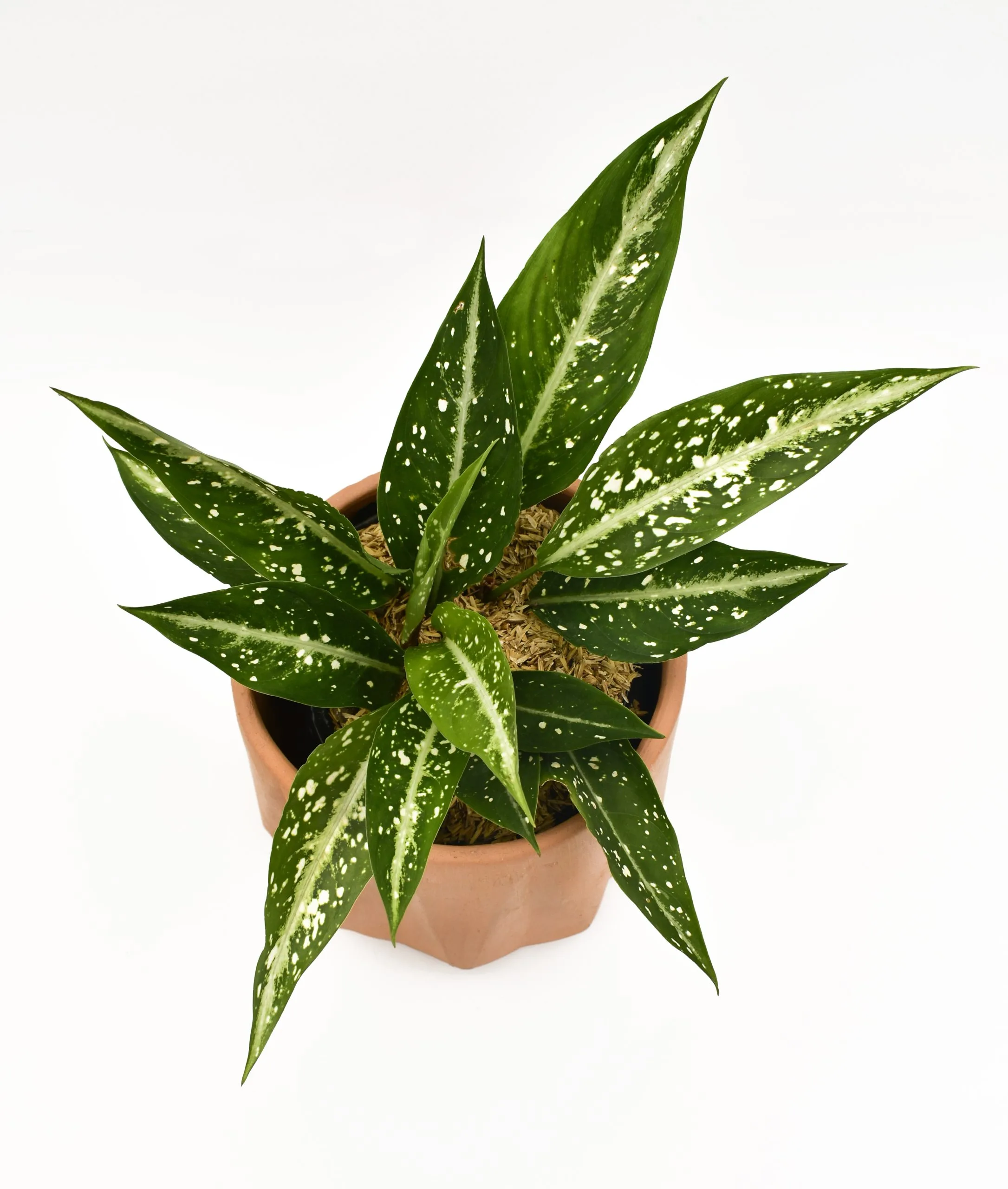 Aglaonema en Matera Terracota