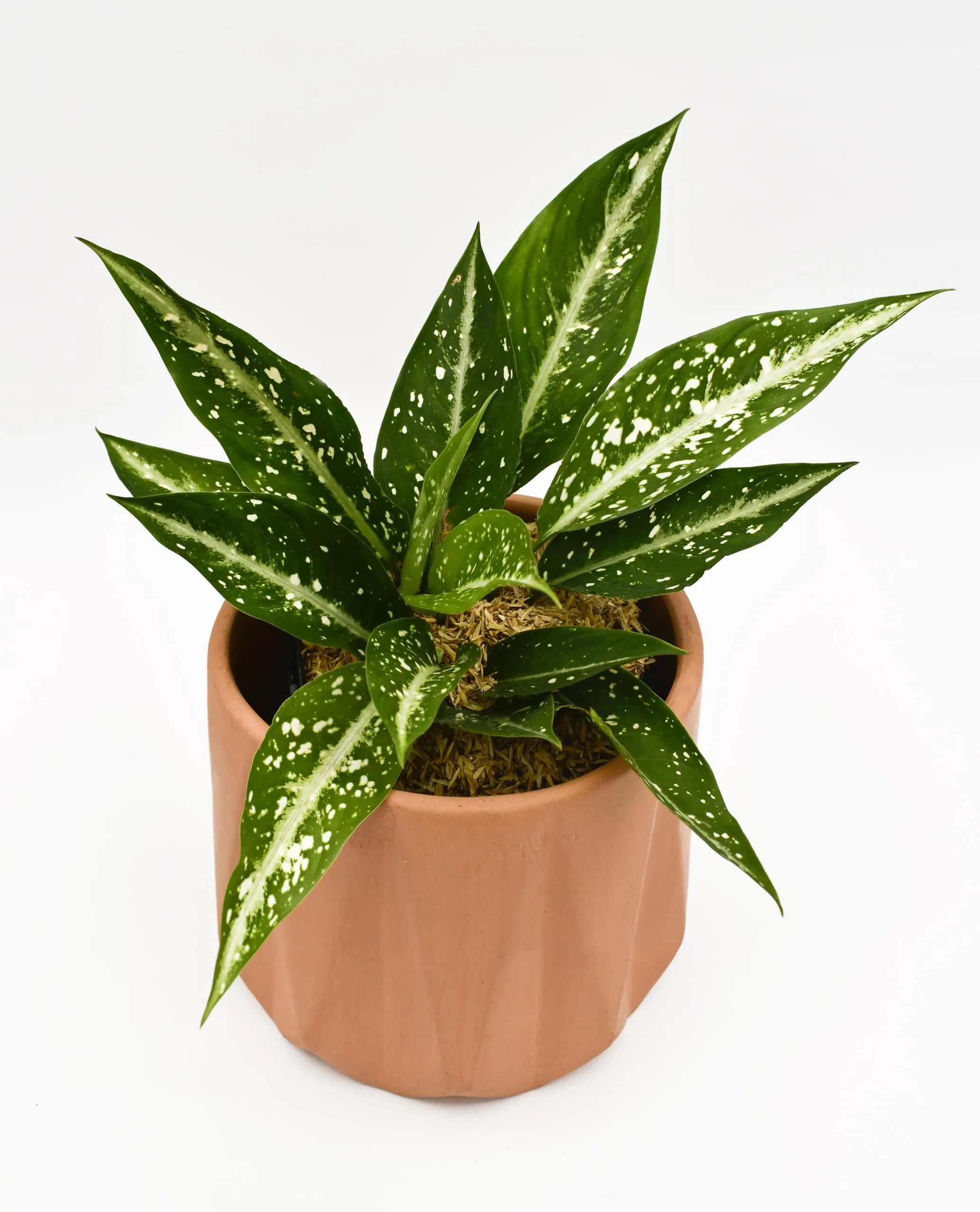 Aglaonema en Matera Terracota