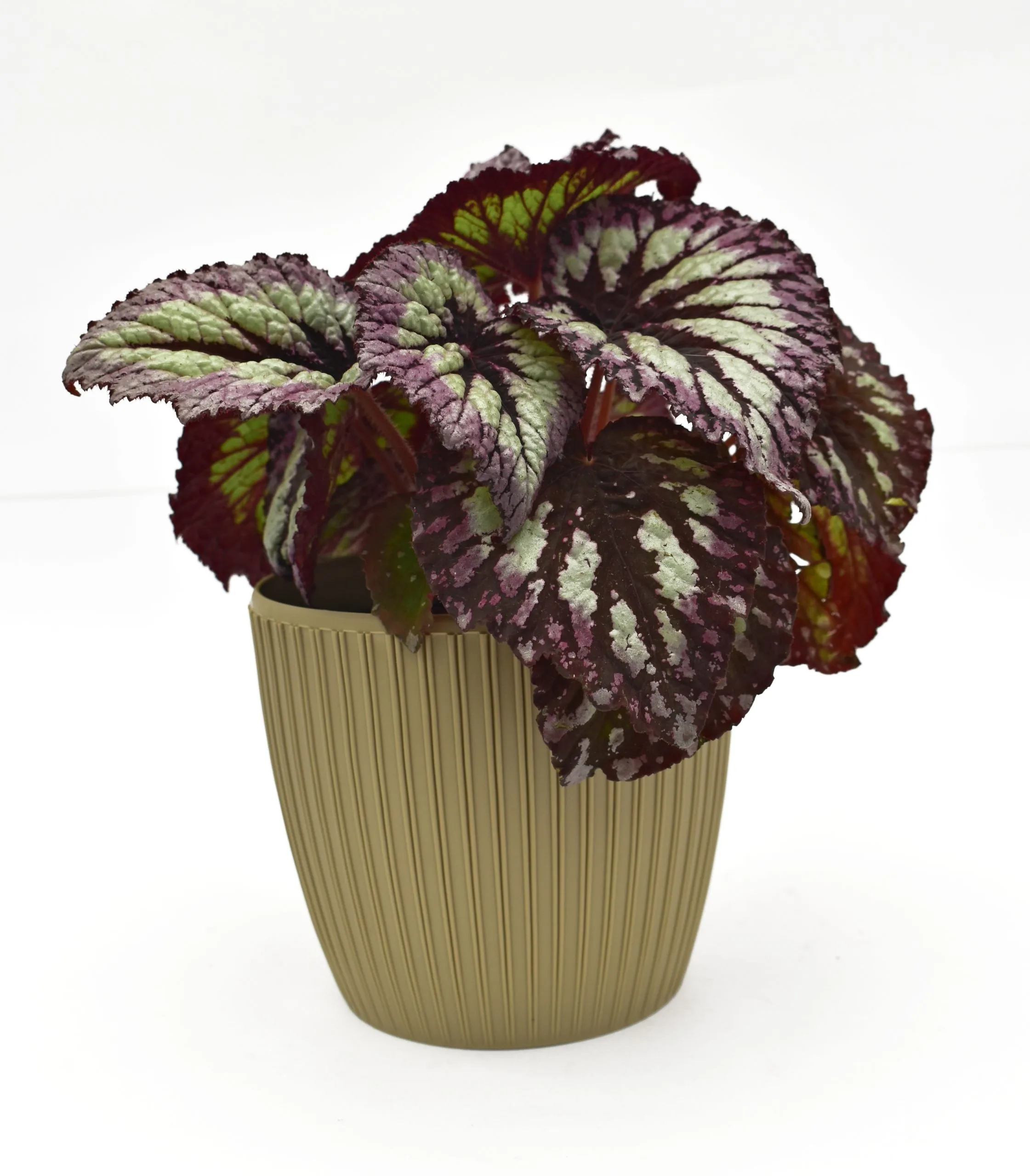 Begonia Rex en matera decorativa