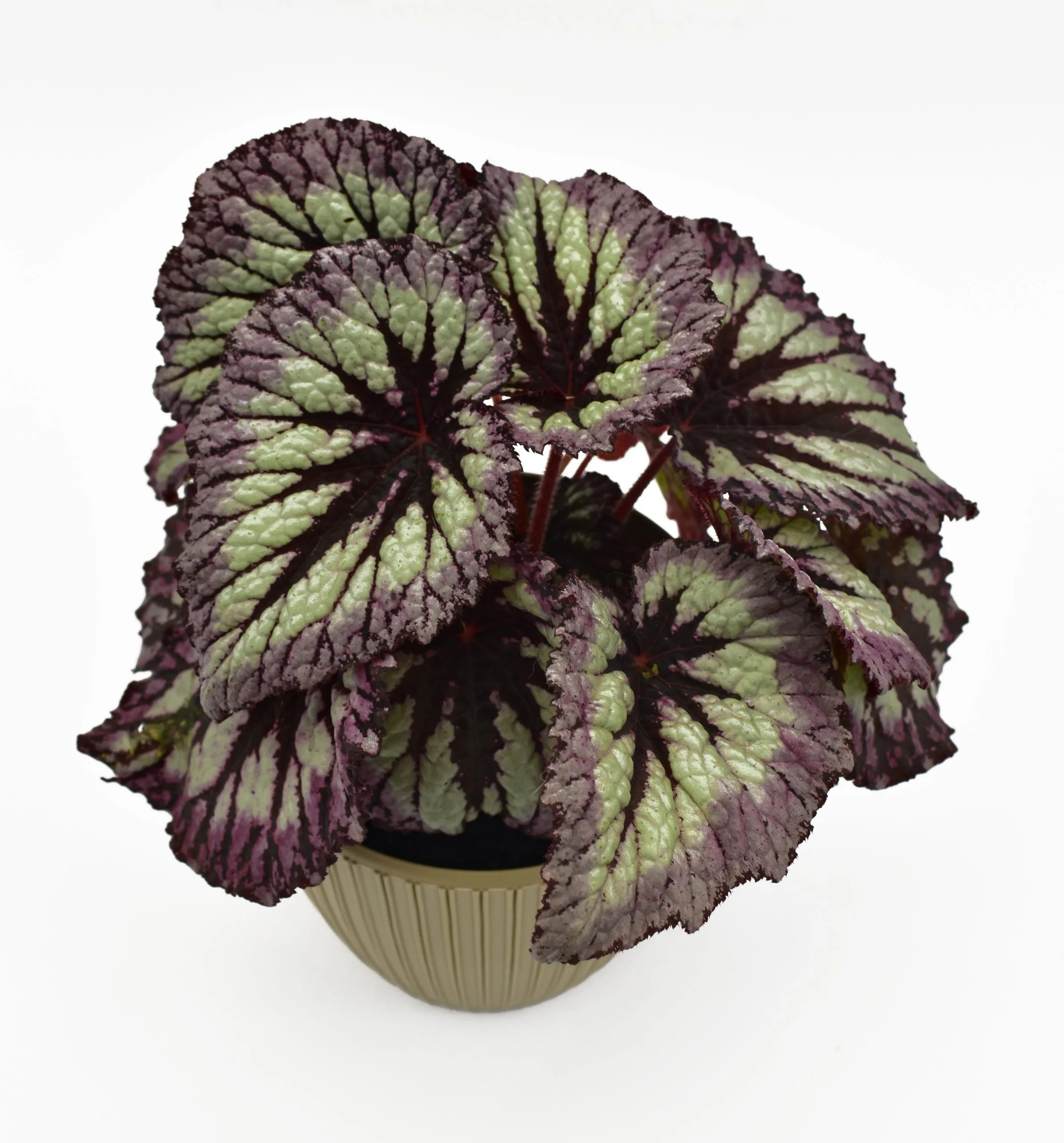 Begonia Rex en matera decorativa