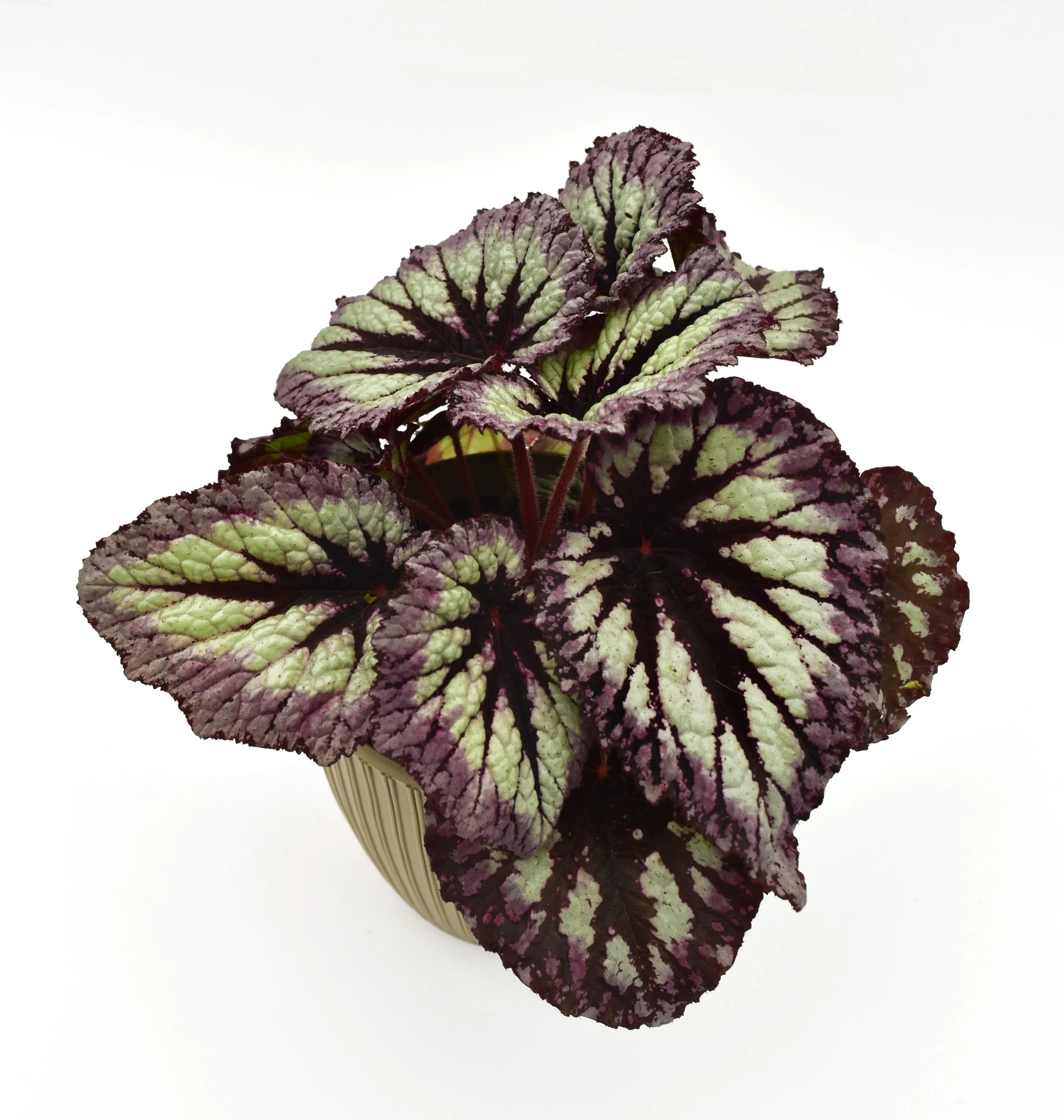 Begonia Rex en matera decorativa