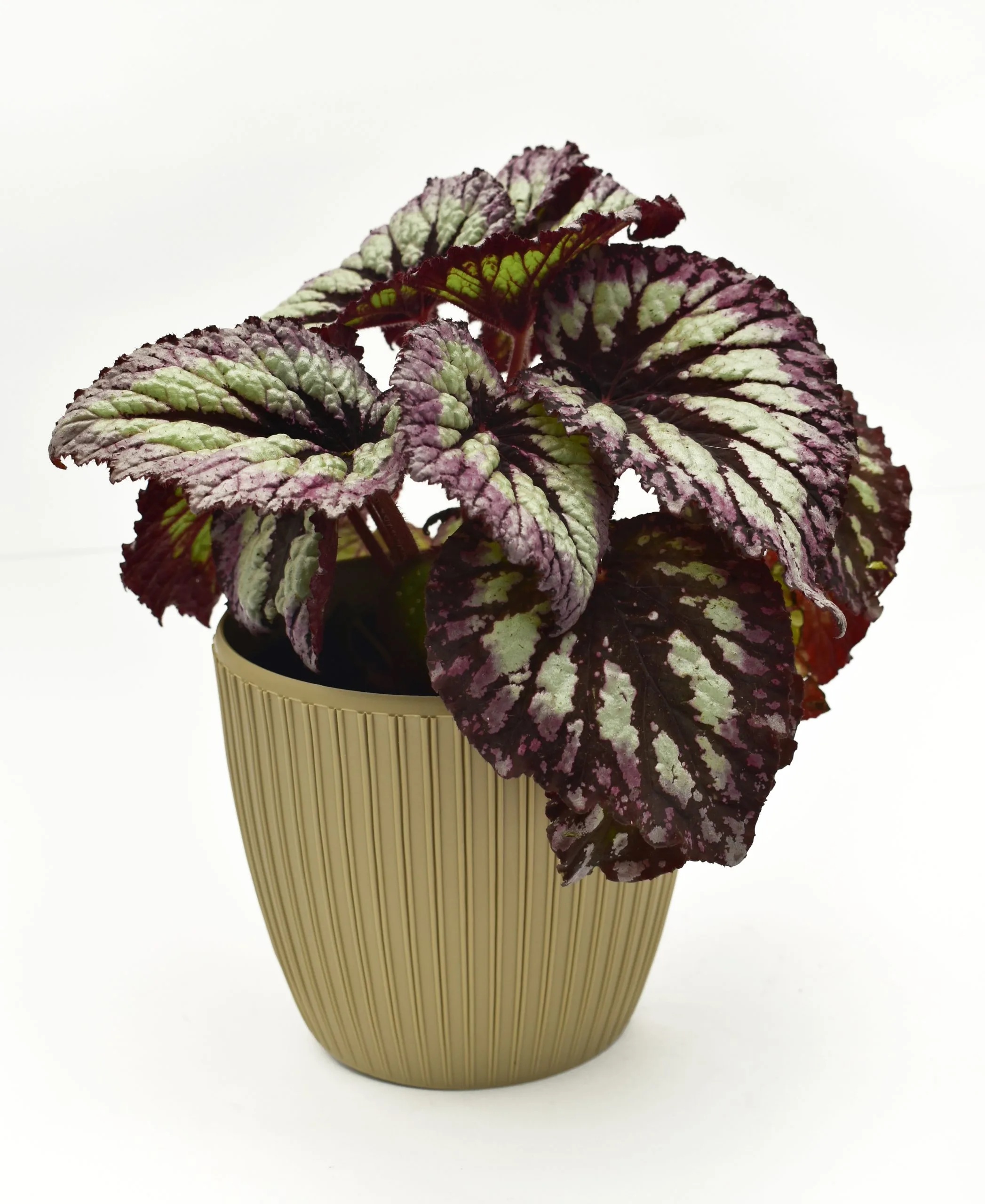 Begonia Rex en matera decorativa 