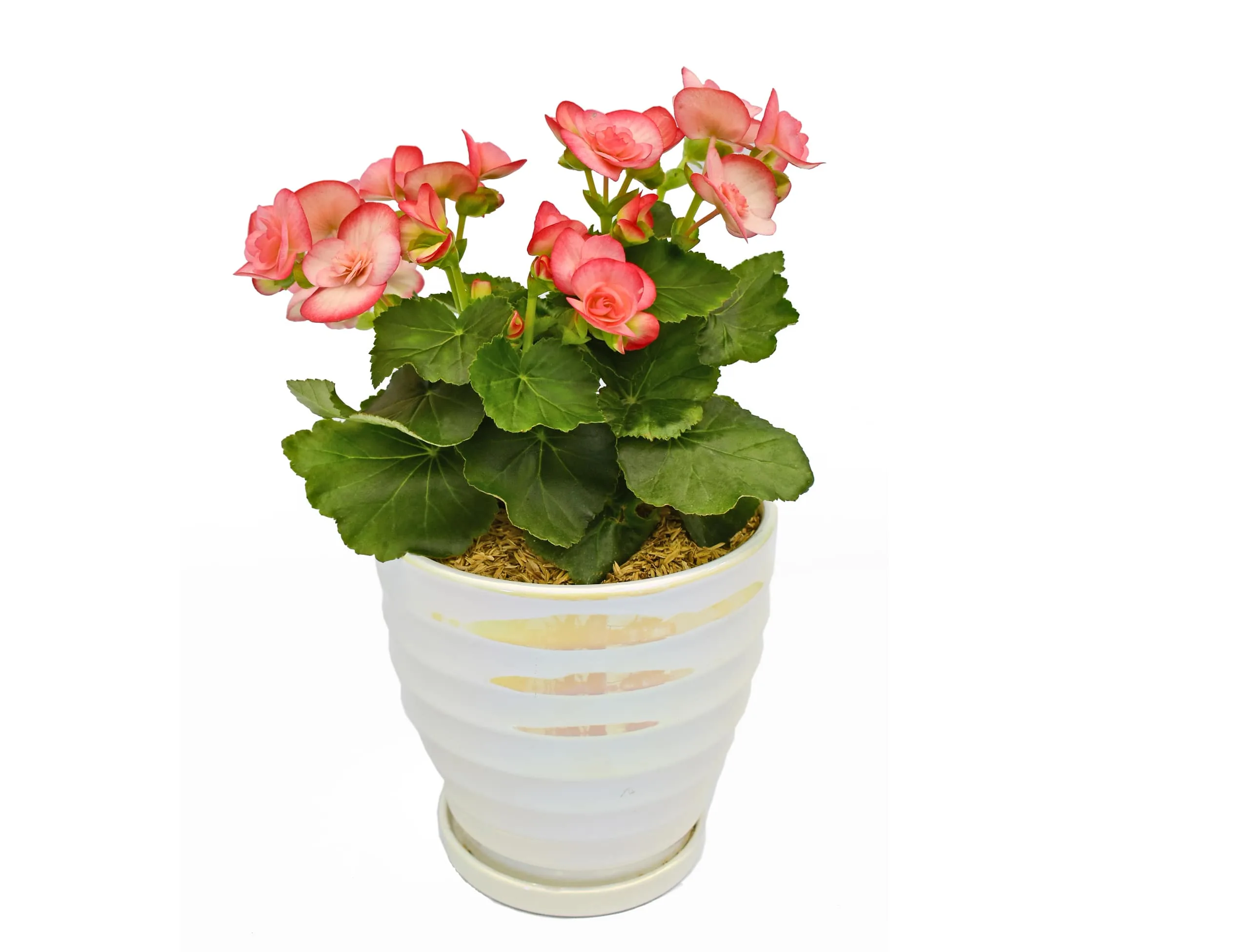 Begonia elatior en matera ceramica