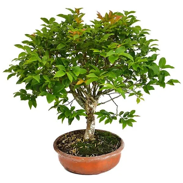 Bonsai Jaboticaba 3 años
