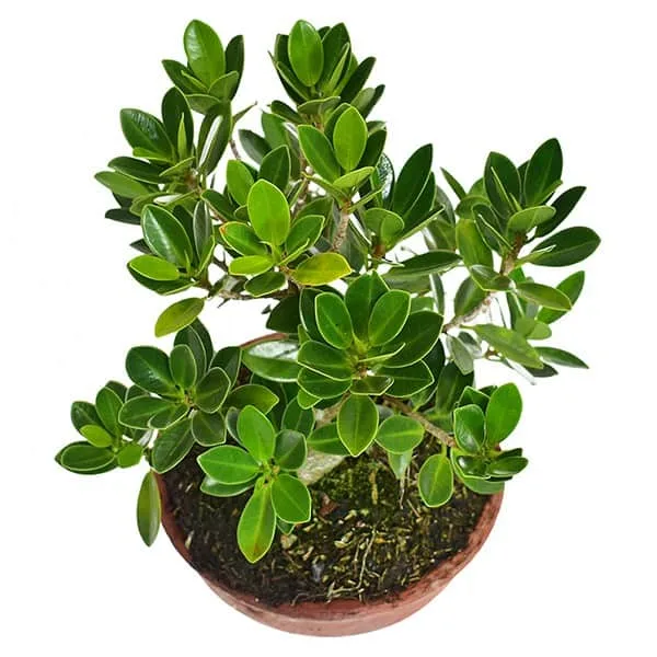 Bonsai Ficus Retusa 3 años: Equilibrio Natural