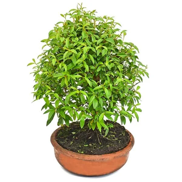 Bonsai Guayacán 3 años