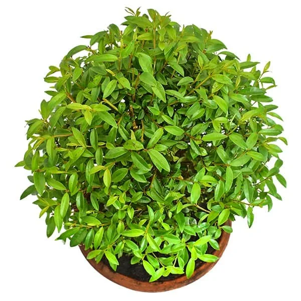 Bonsai Guayacán 3 años