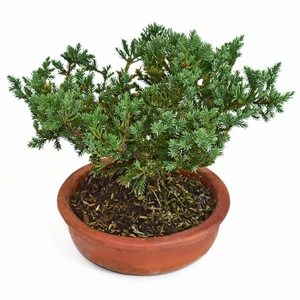 Bonsai Pino Rastrero 3 años – Bonsai de la Sabiduría