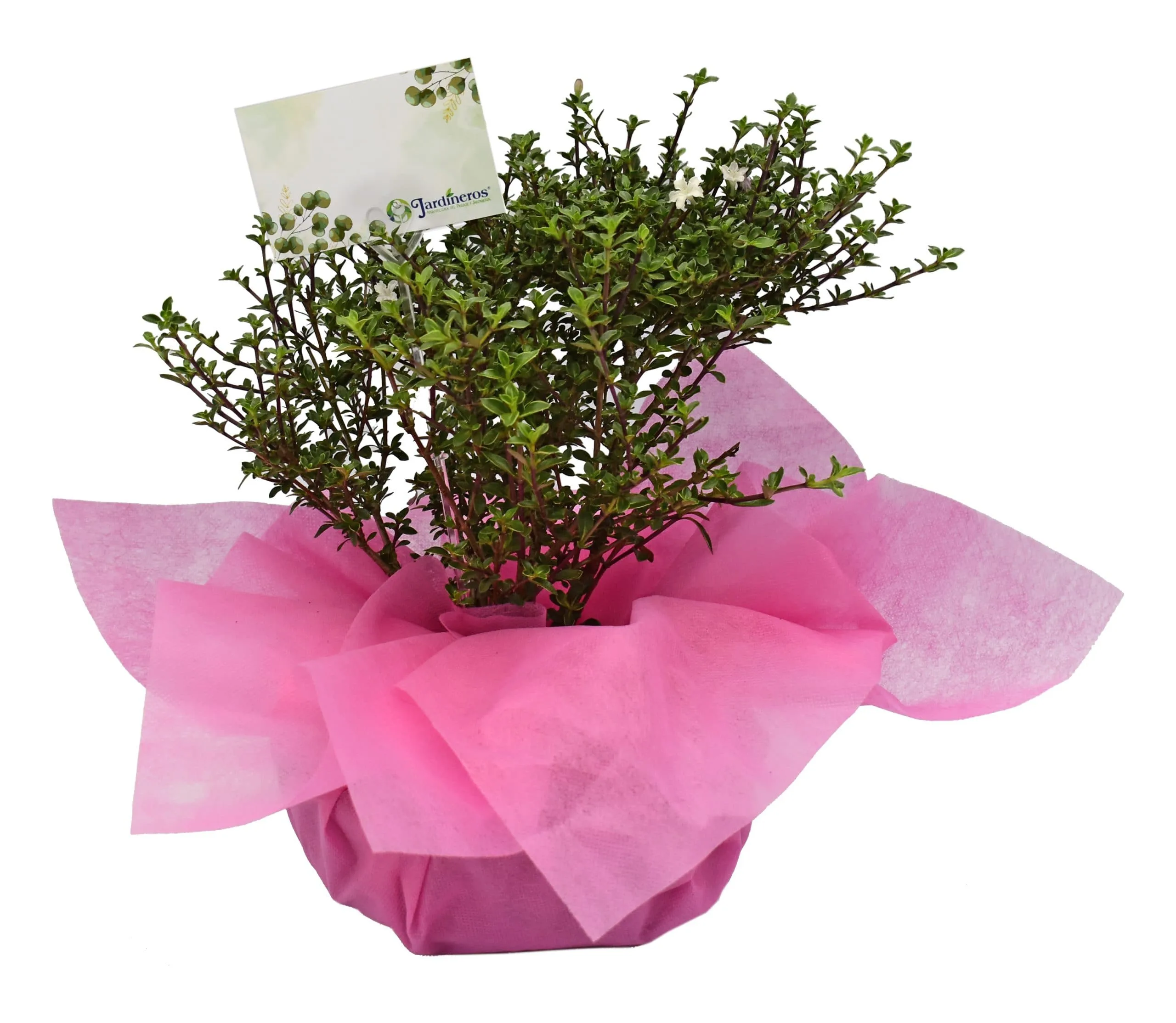 Bonsai serissa