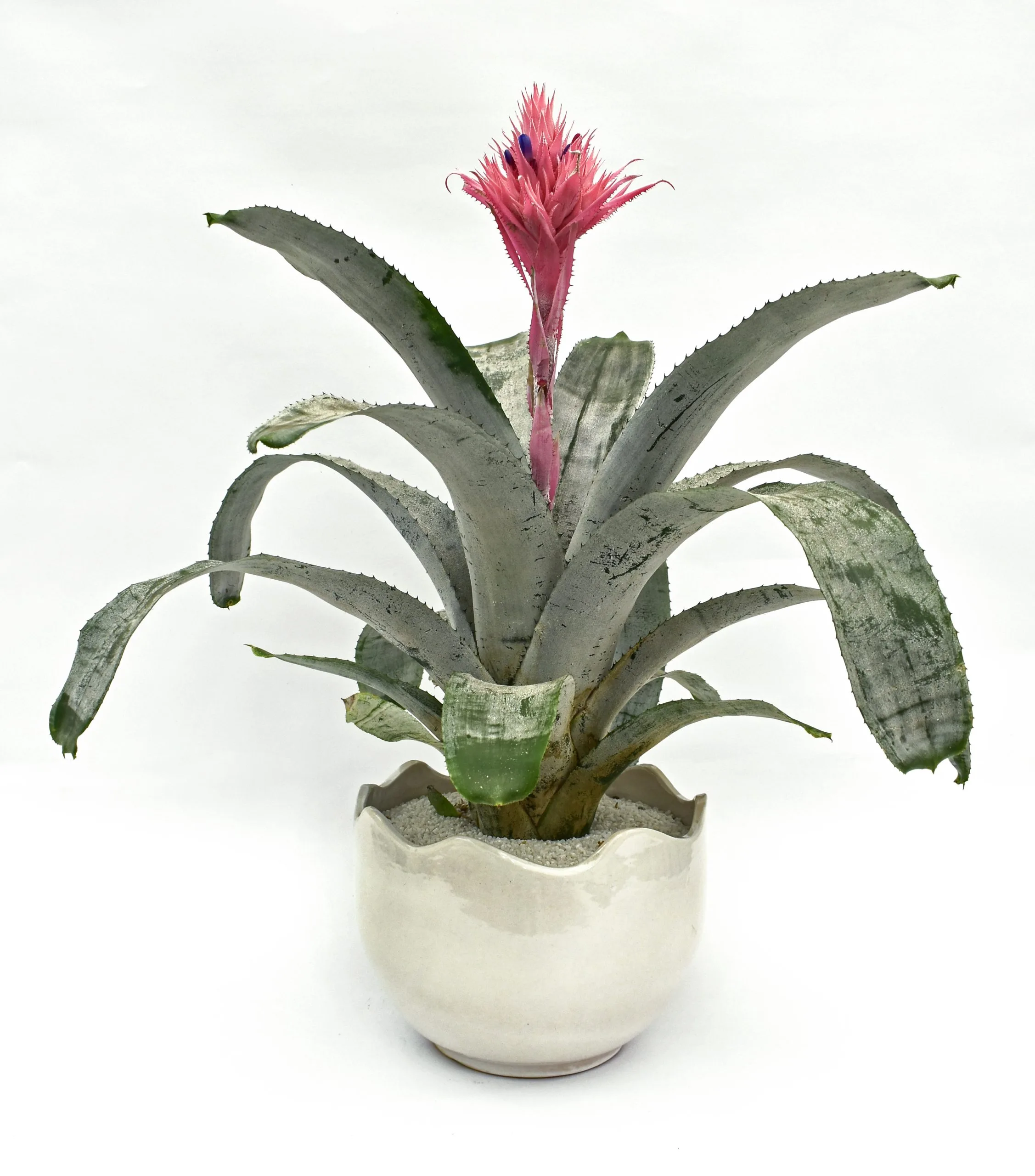 Aechmea fasciata en Matera Waves