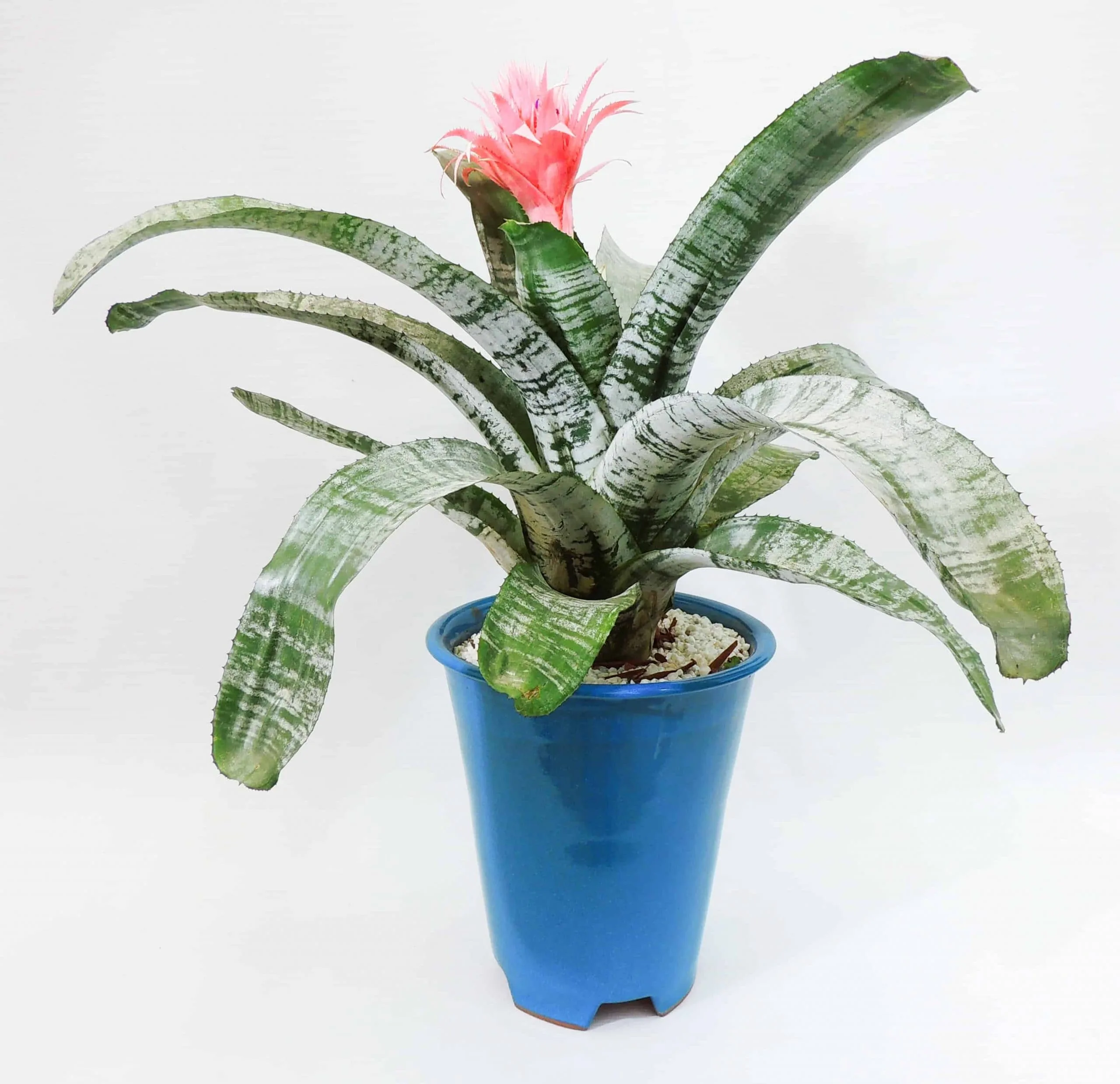 Bromelia Aechmea Fasciata