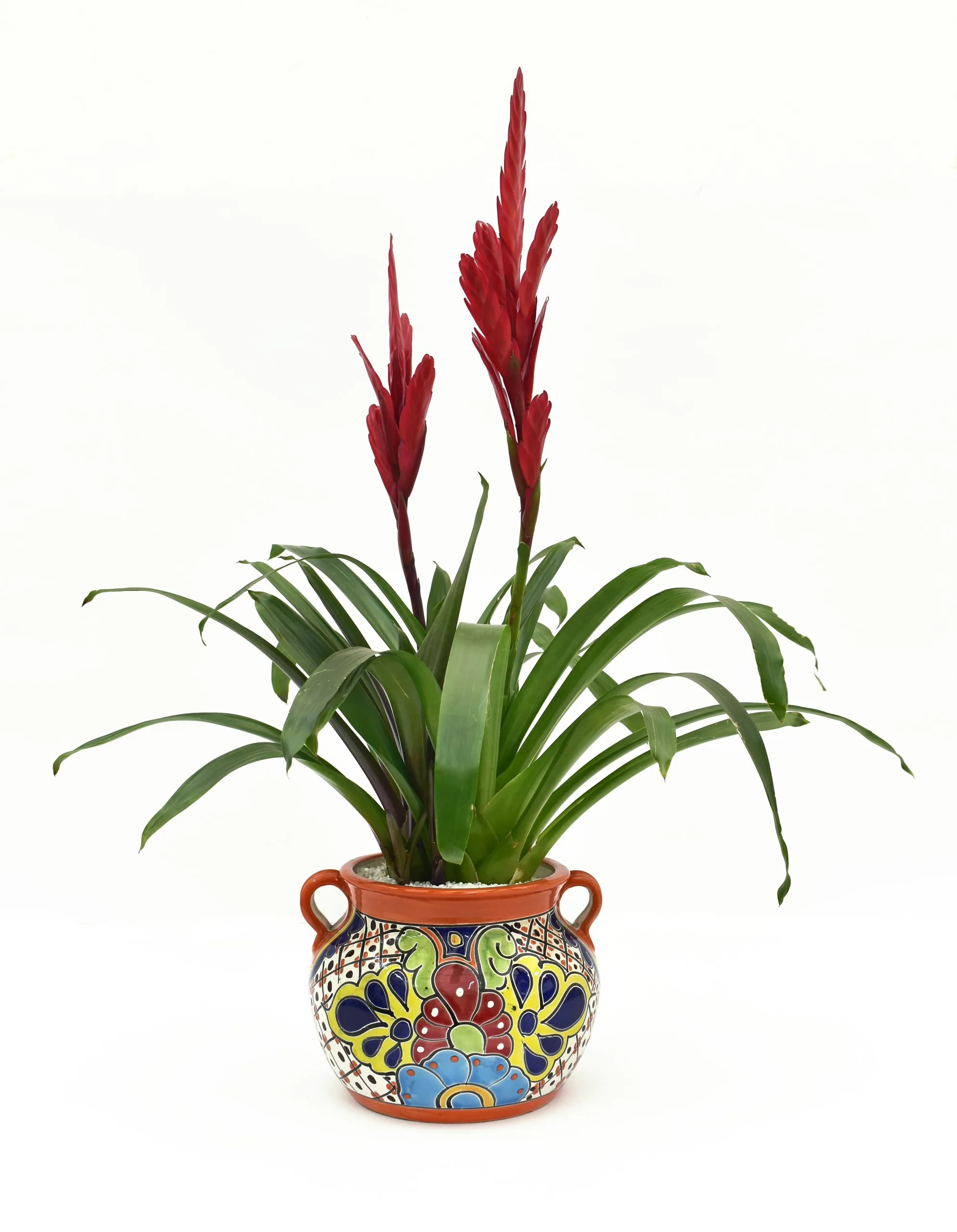 Bromelia Vriesea en Matera Talavera