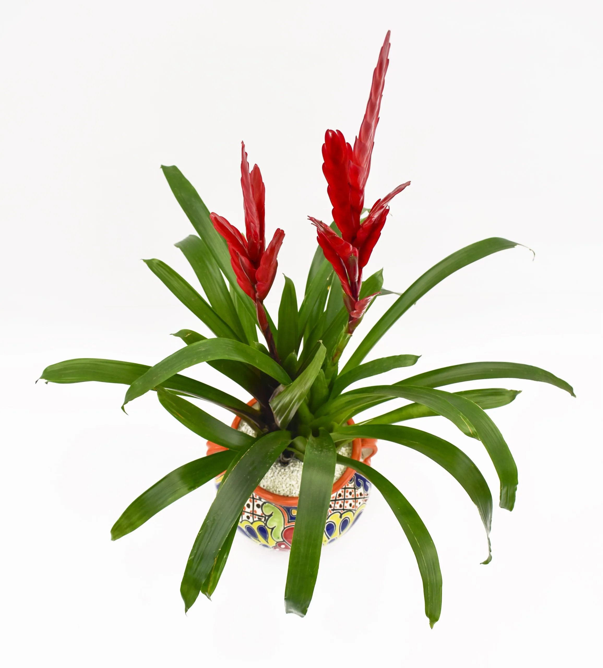 Bromelia Vriesea en Matera Talavera