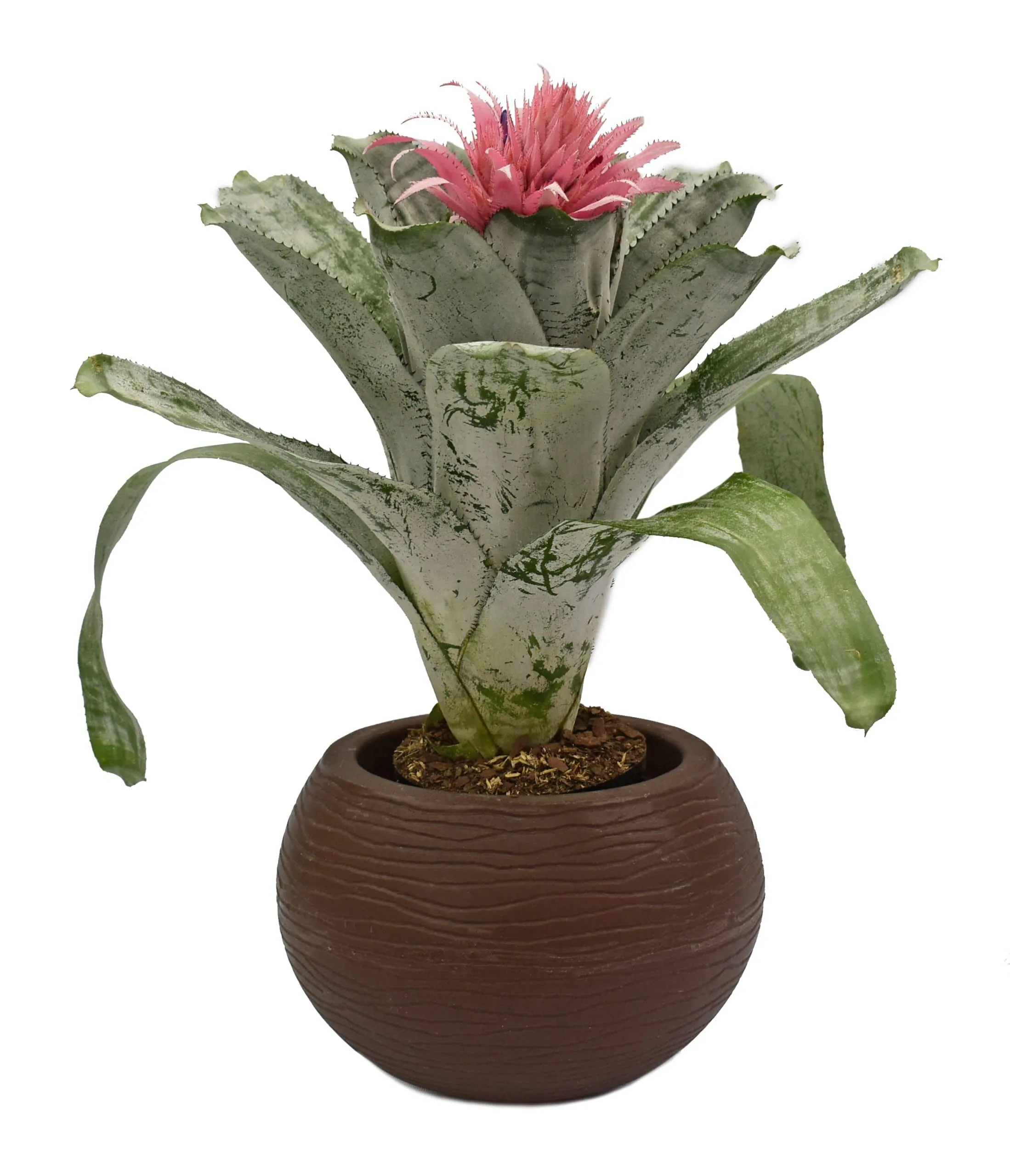 Bromelia aechmea fasciata en matera plastica