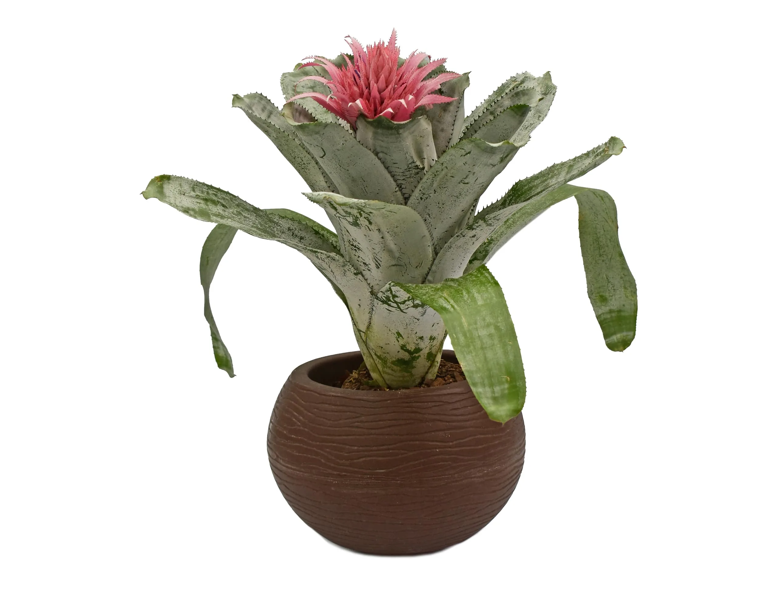 Bromelia aechmea fasciata en matera plastica