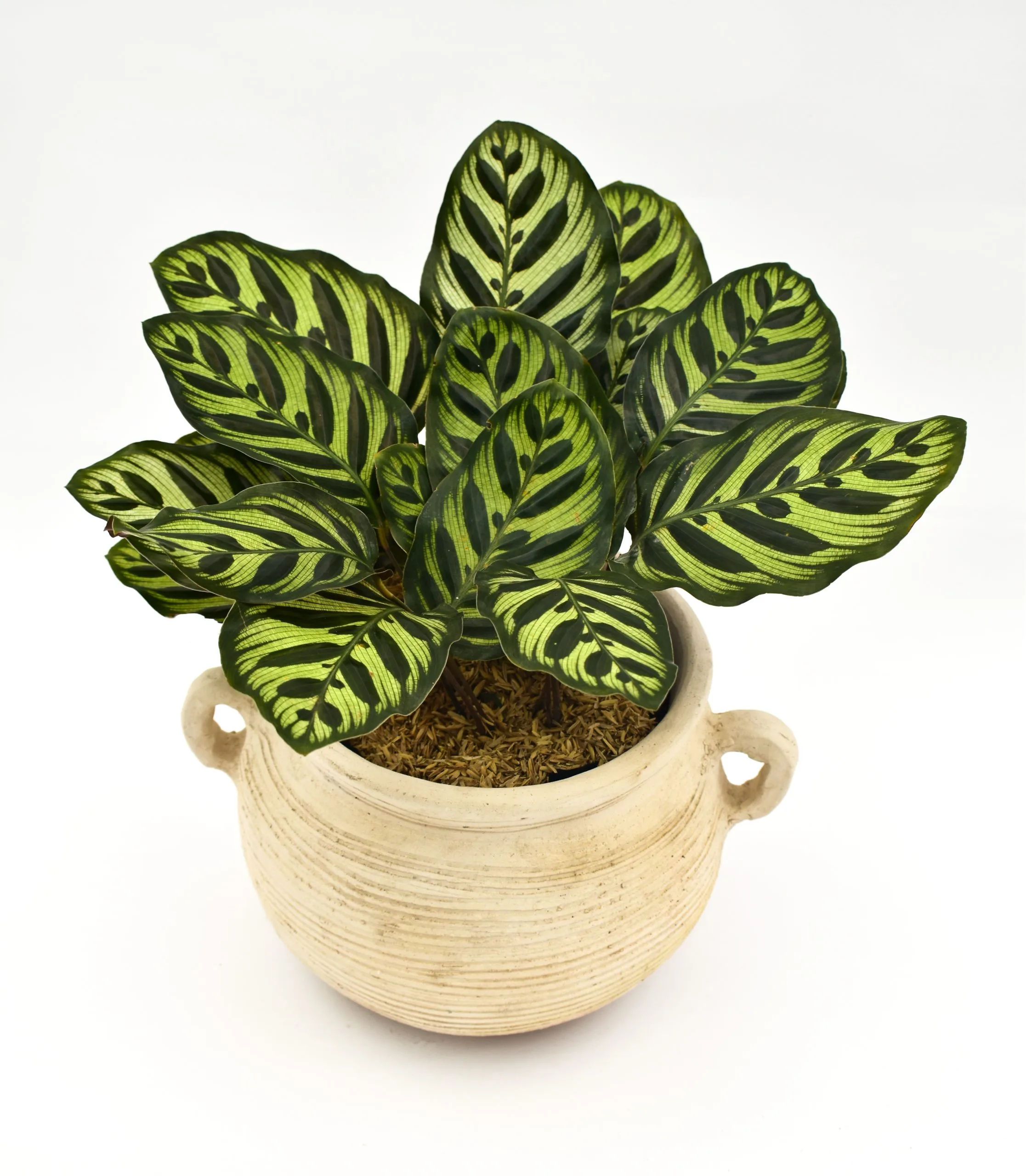 Calathea Pavoreal en Matera Siena Mediterránea