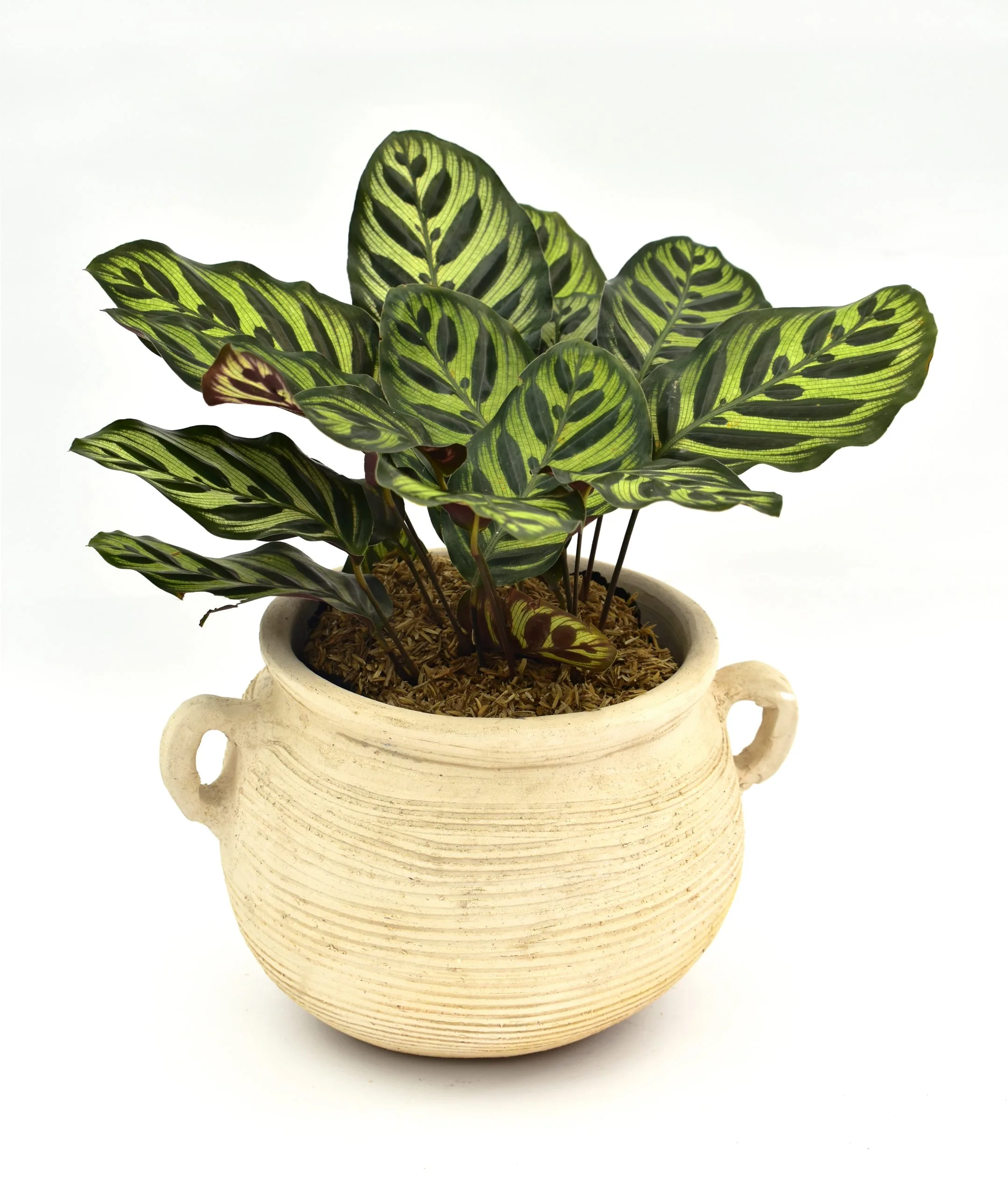 Calathea Pavoreal en Matera Siena Mediterránea