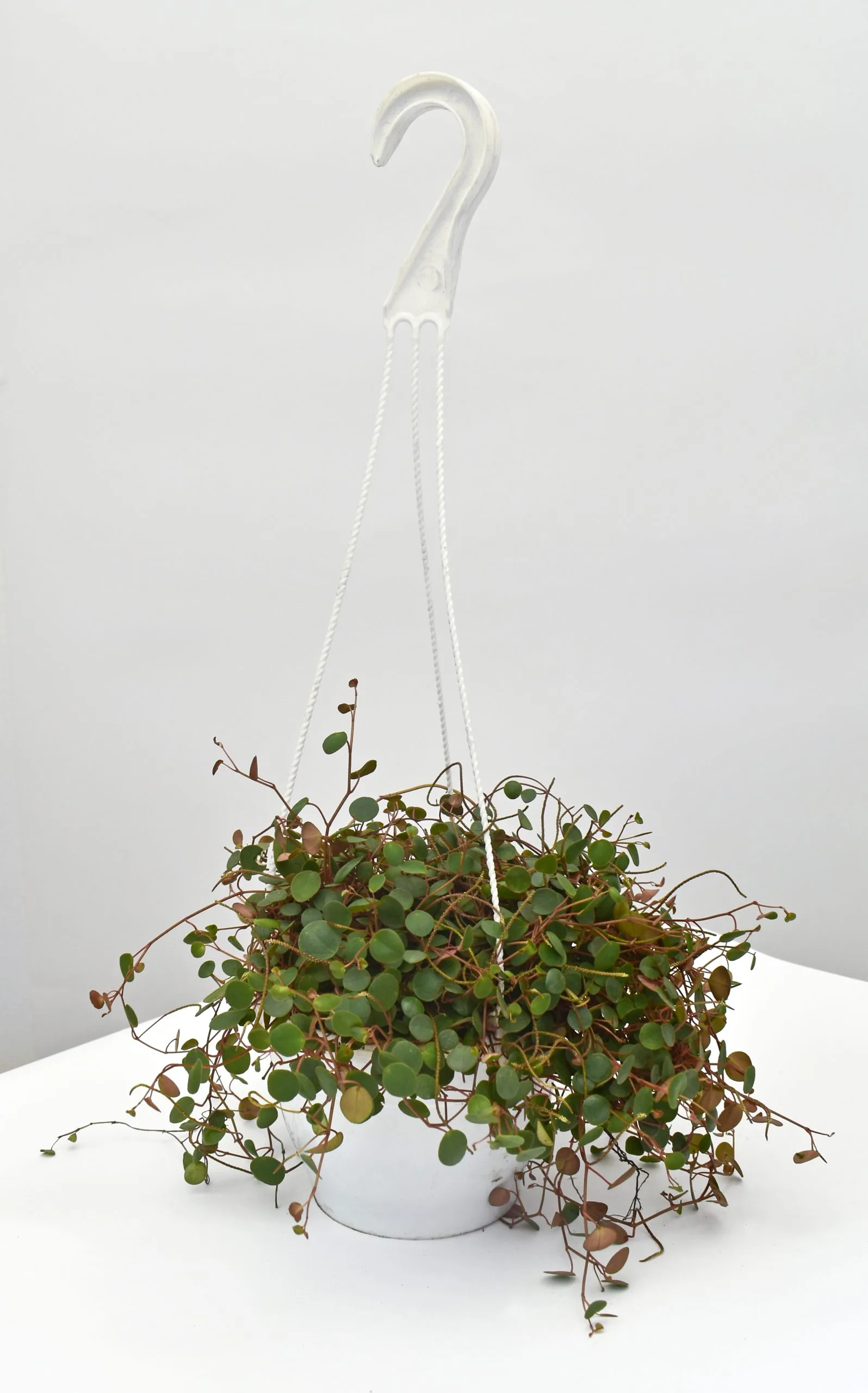 Planta Centavito colgante
