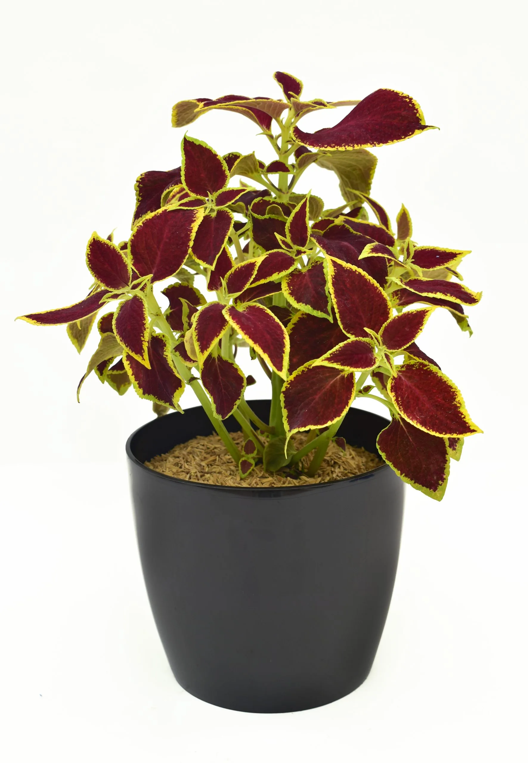 Coleus en Matera Decorativa Negra