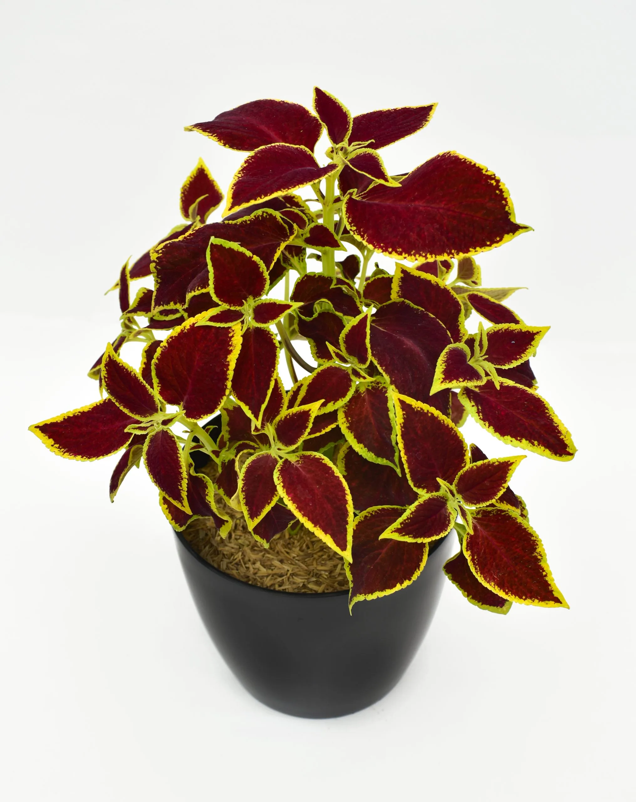 Coleus en Matera Decorativa Negra
