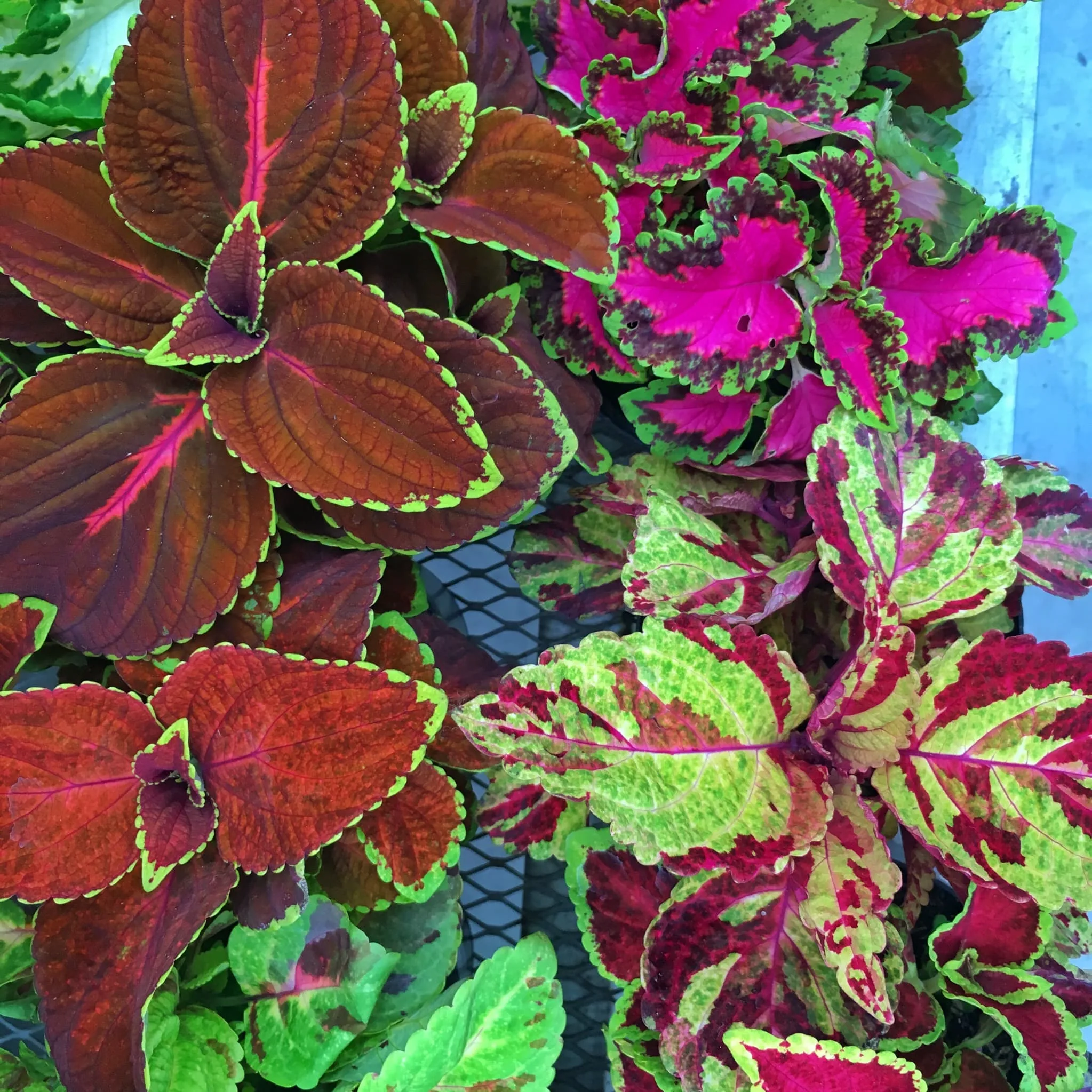 Coleus