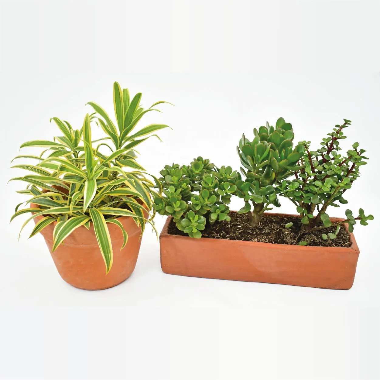 Combo #11 - Plantas de Abundancia y Purificadoras de Aire