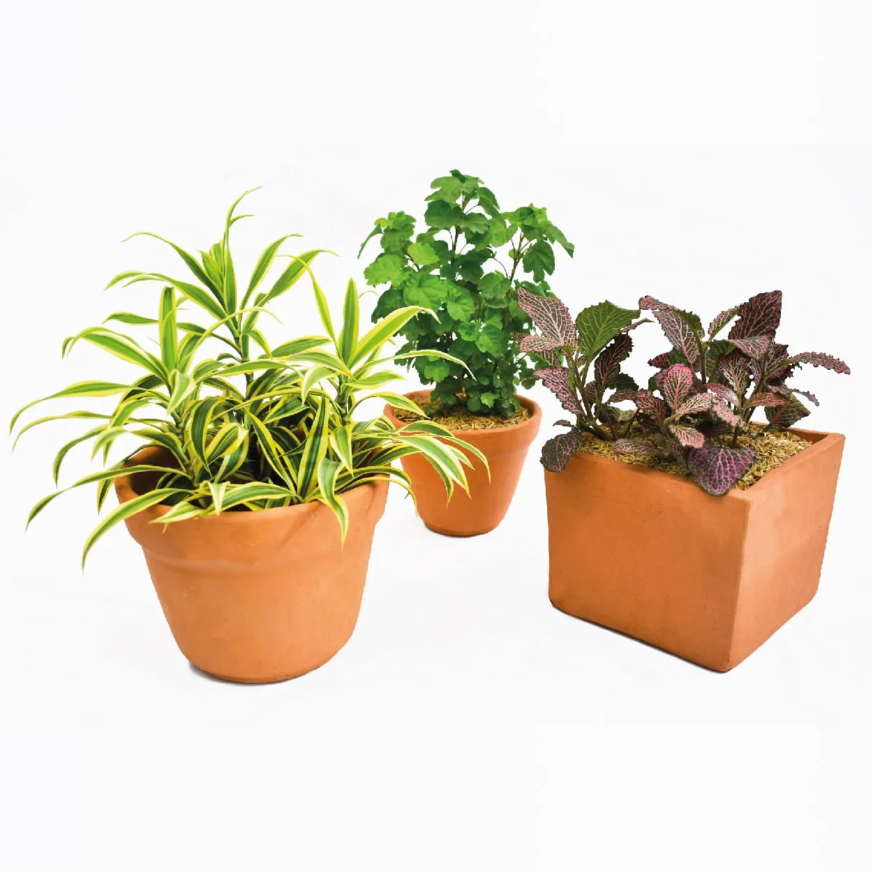 Combo #14 - Plantas de abundancia y purificadoras de aire