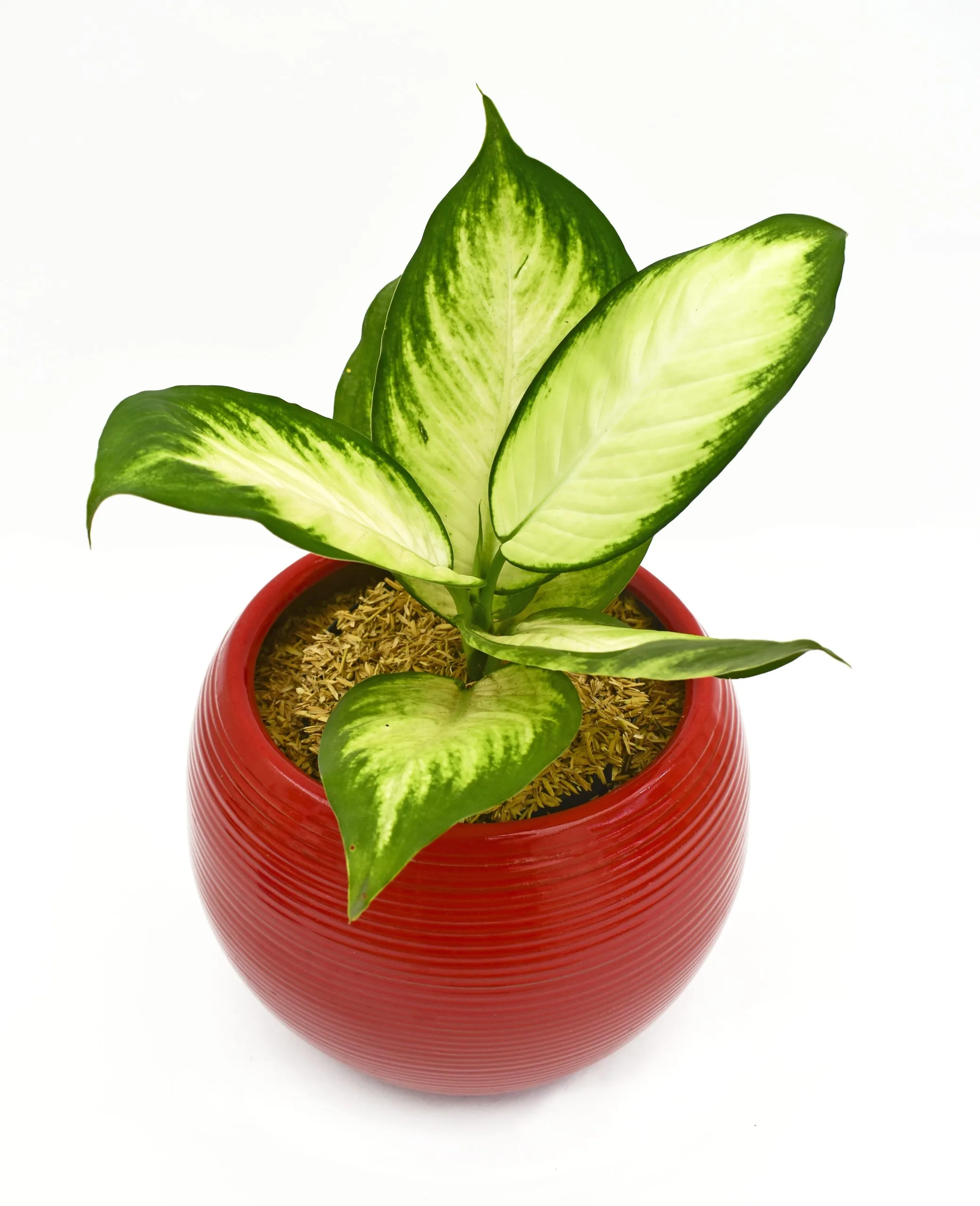 Dieffenbachia amoena en Matera Siena
