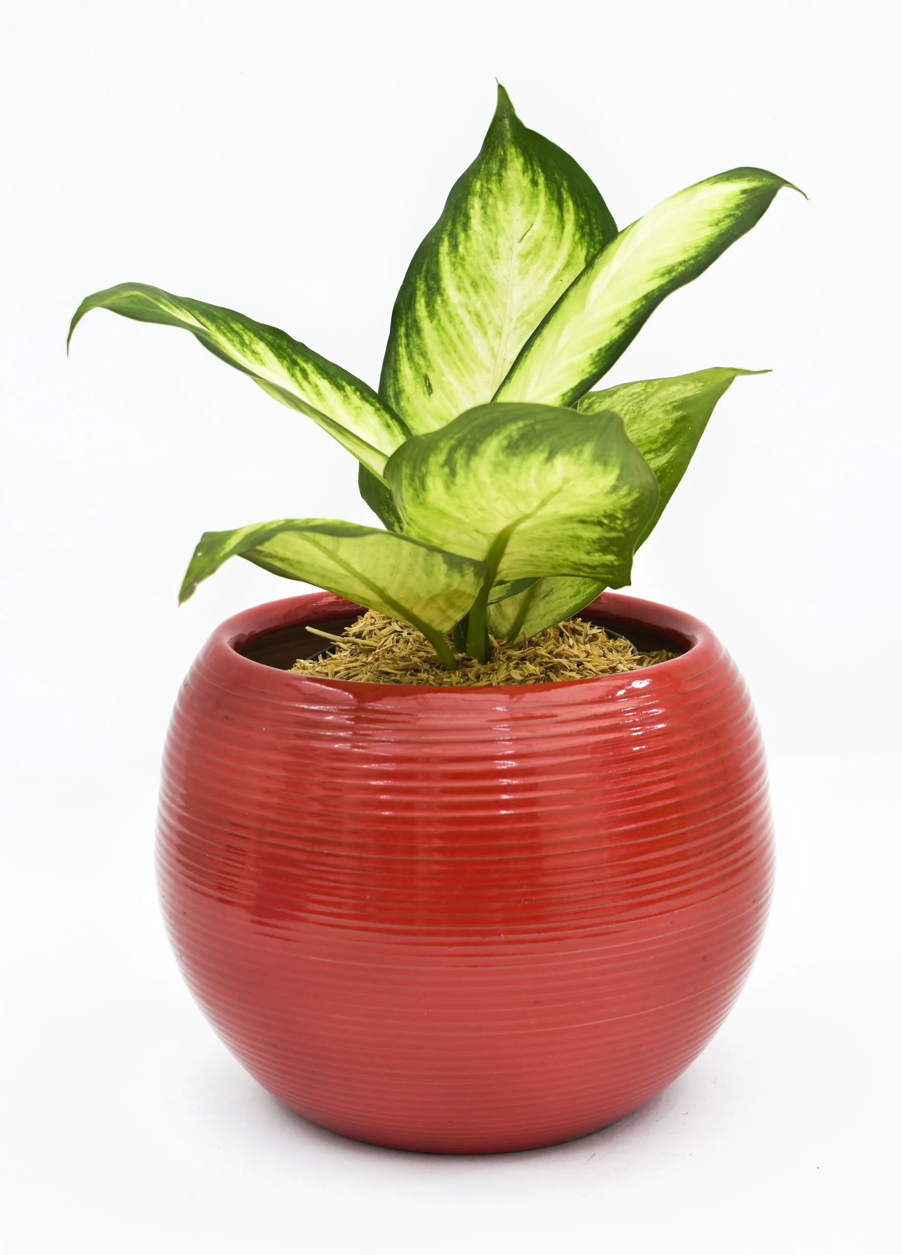 Dieffenbachia amoena en Matera Siena