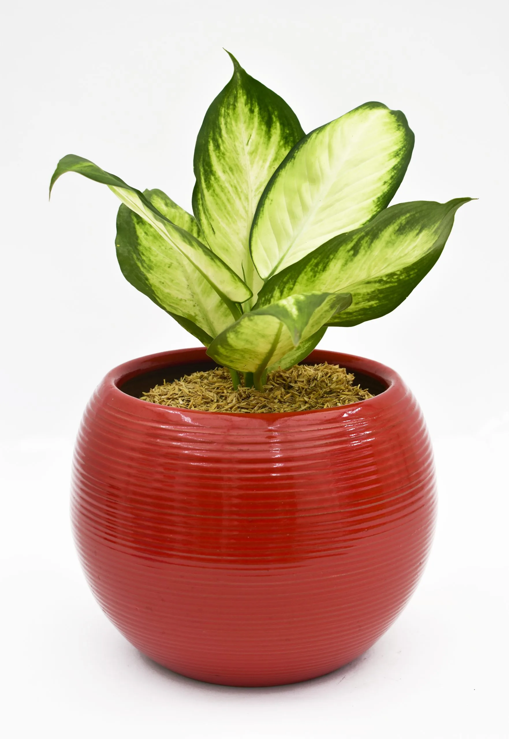 Dieffenbachia amoena en Matera Siena