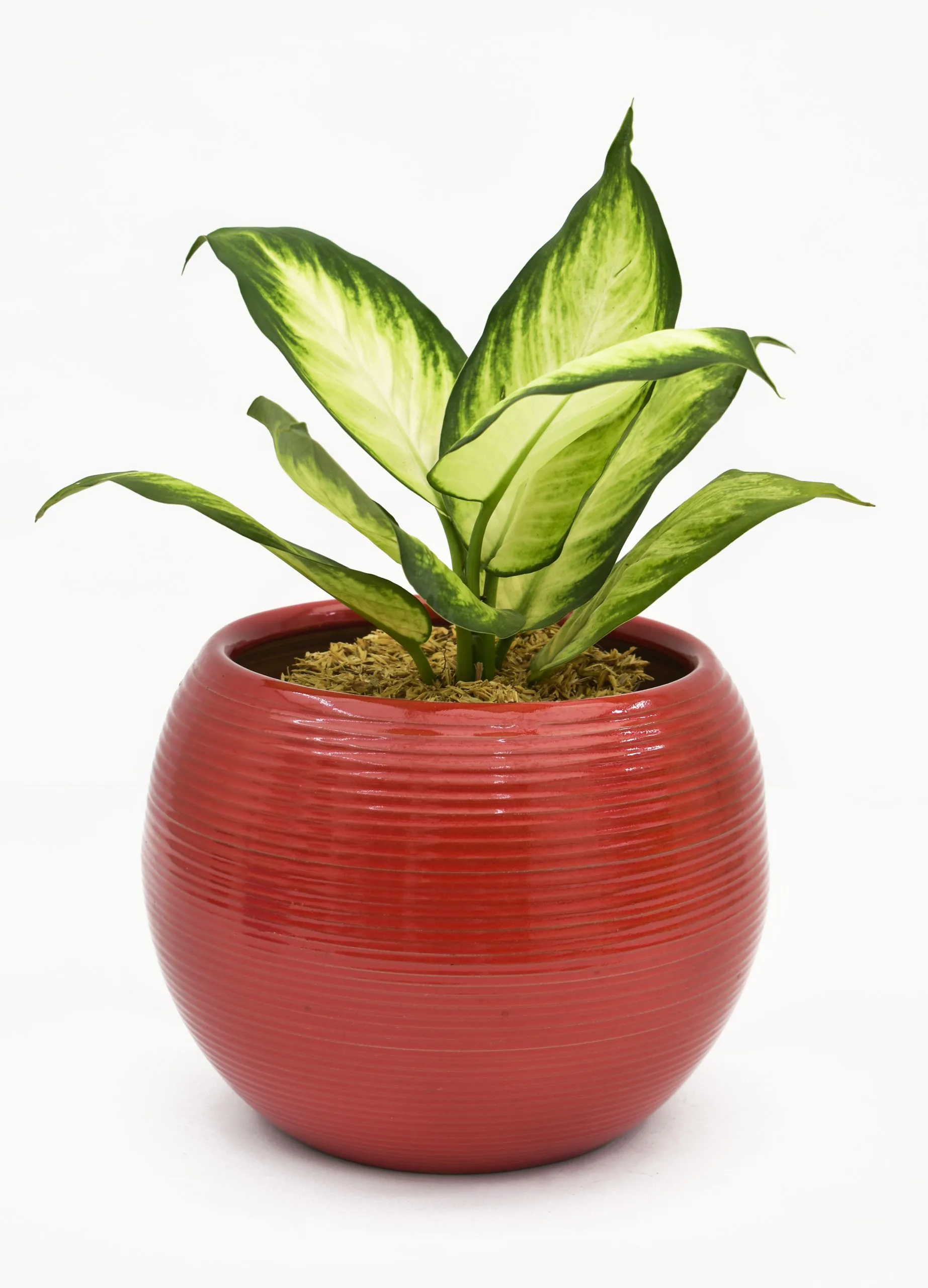 Dieffenbachia amoena en Matera Siena