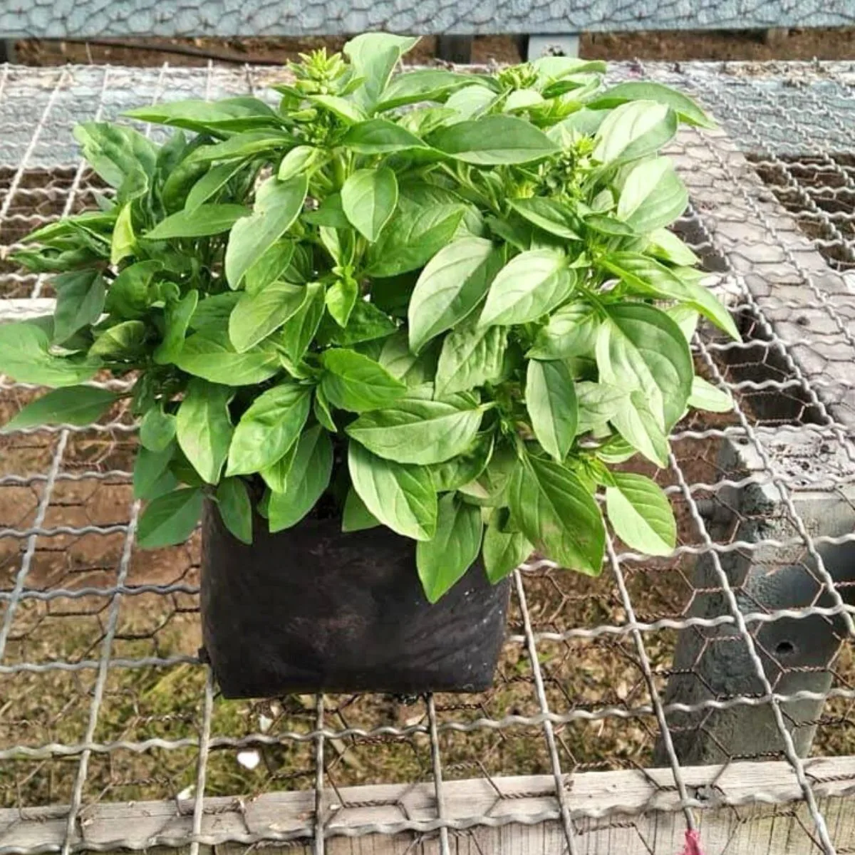 Planta Aromática Albahaca