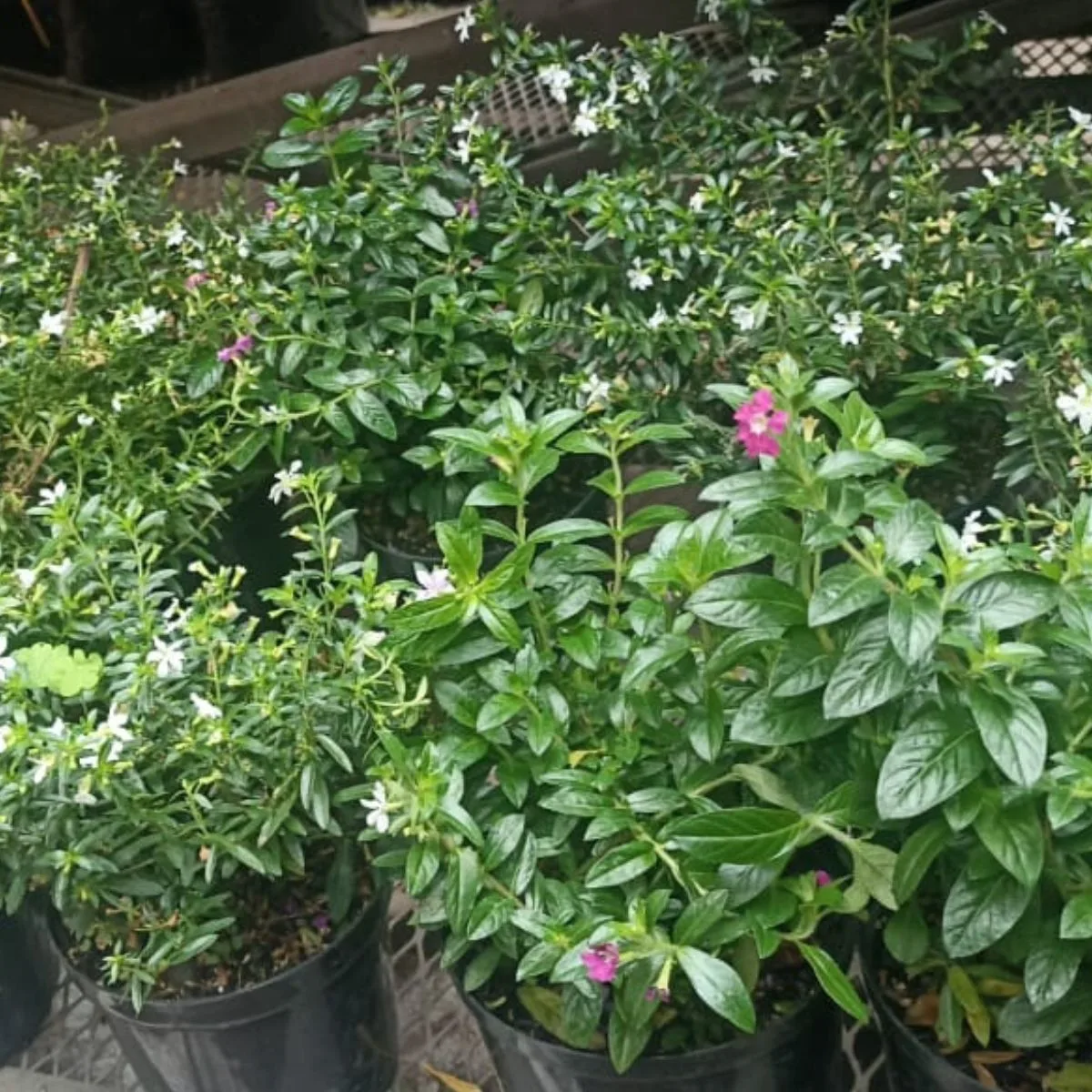 Planta Cuphea