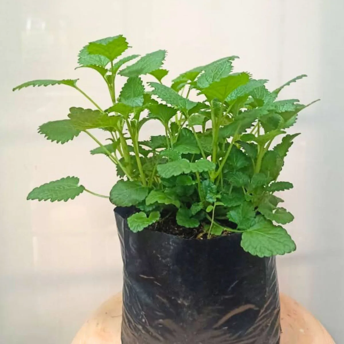 Planta Aromática Toronjil