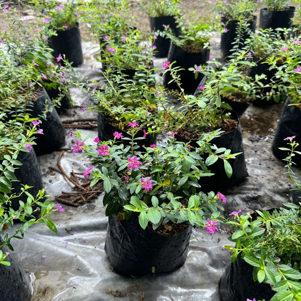 Planta Cuphea