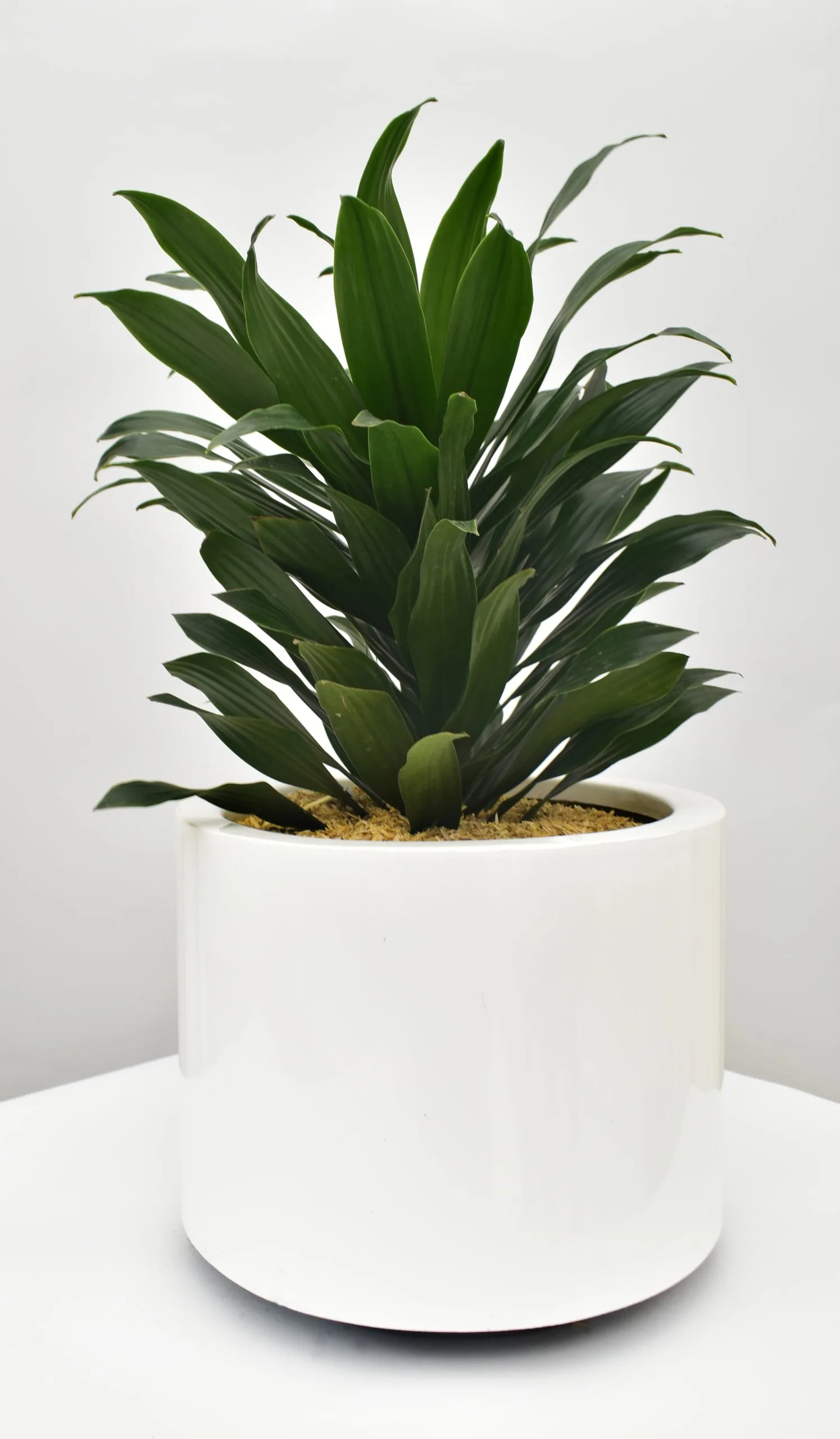 Dracaena Compacta en matera acrílica