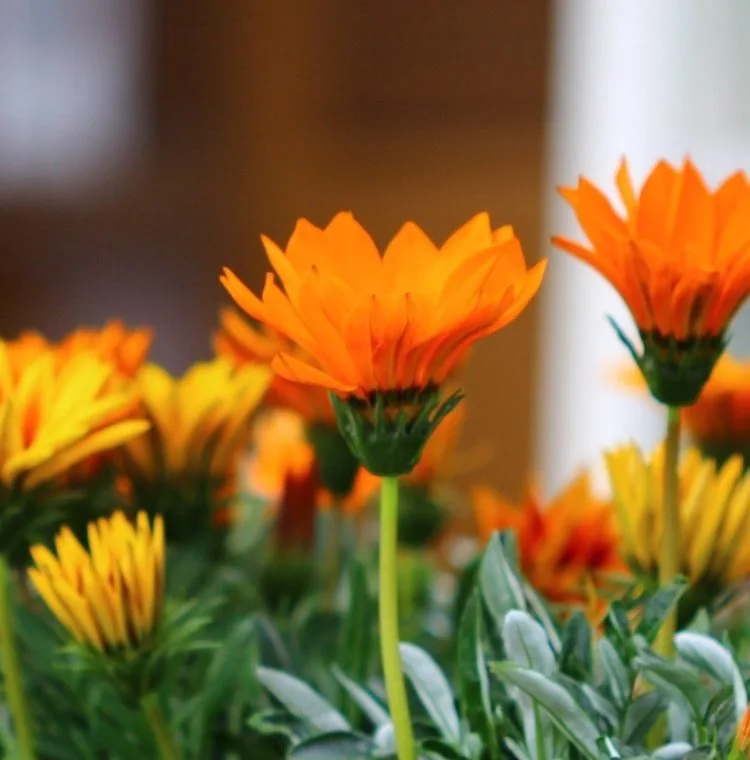 Gazania