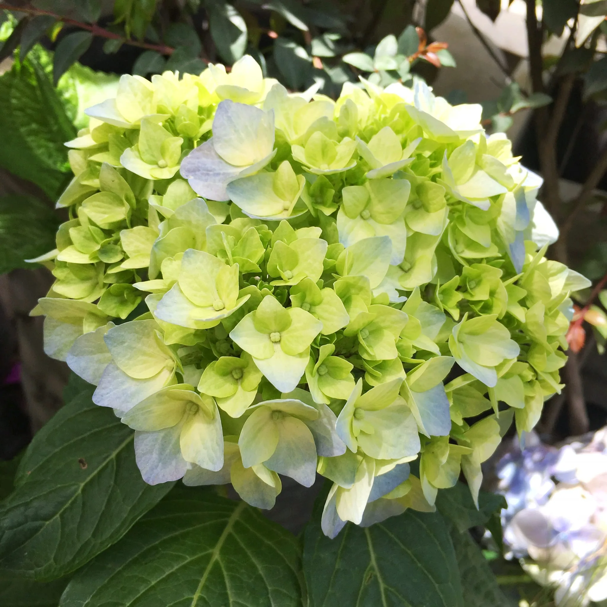 Hortensia o hydrangea macrophylla